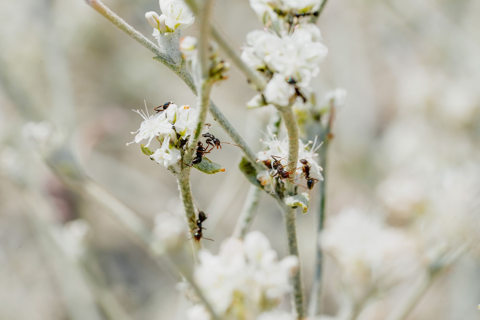 buckwheat flowers