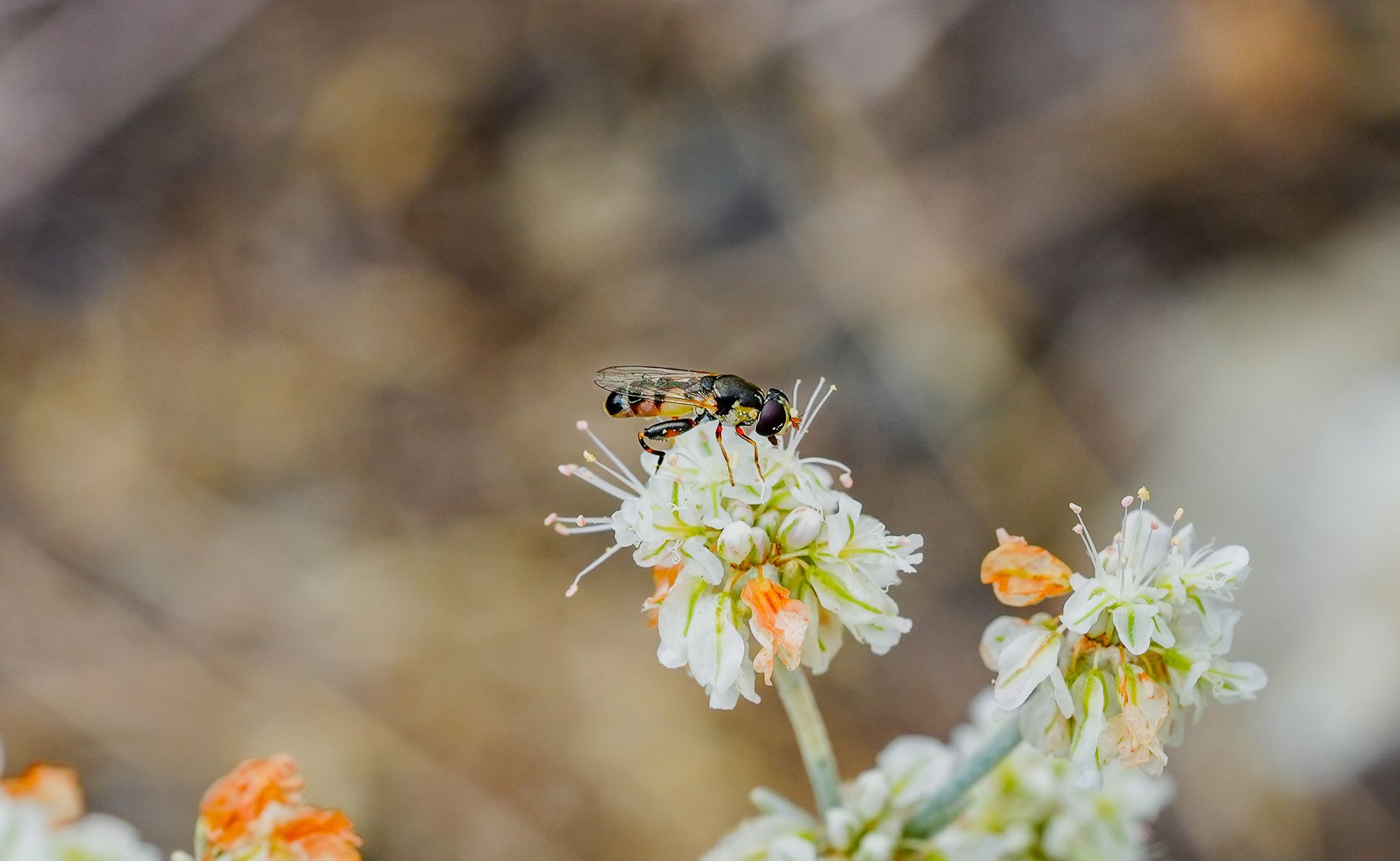 snow buckwheat flower