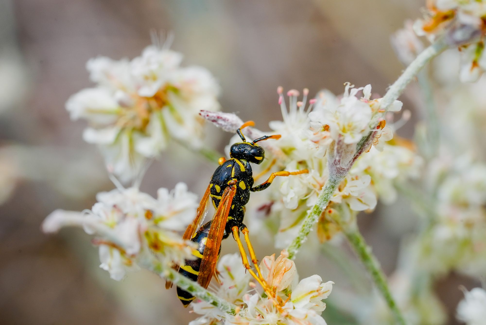 wasp on buckwheat
