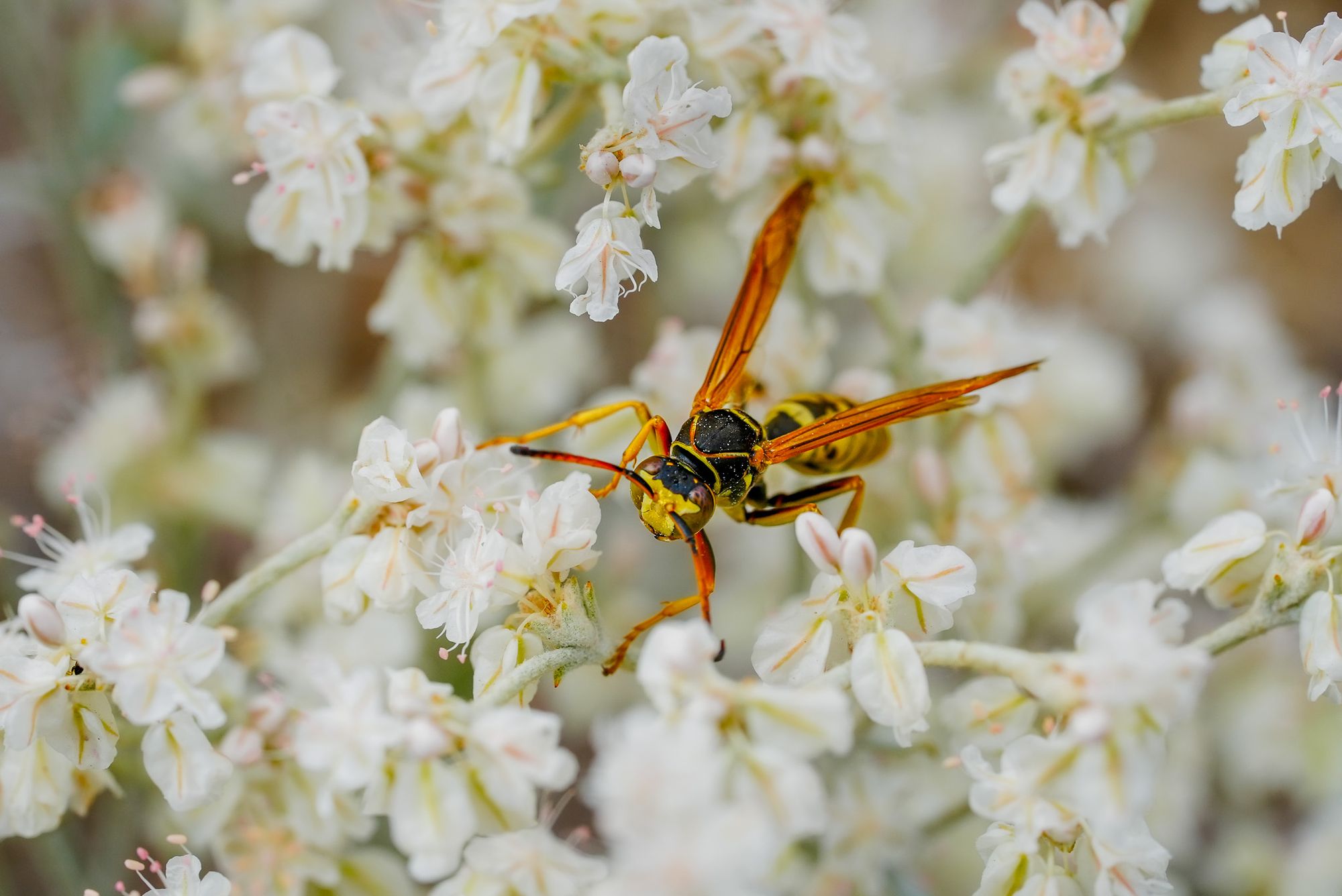 wasp on buckwheat
