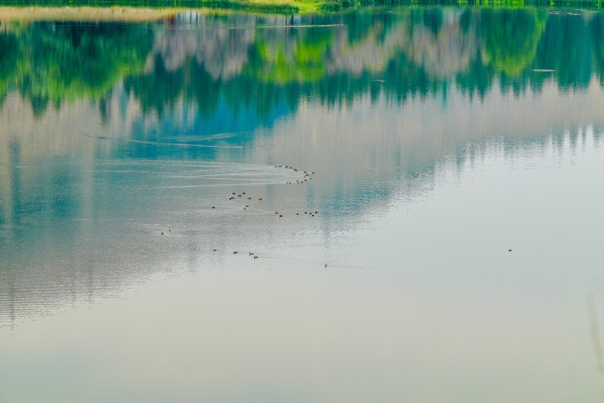 flock of ducks on lake