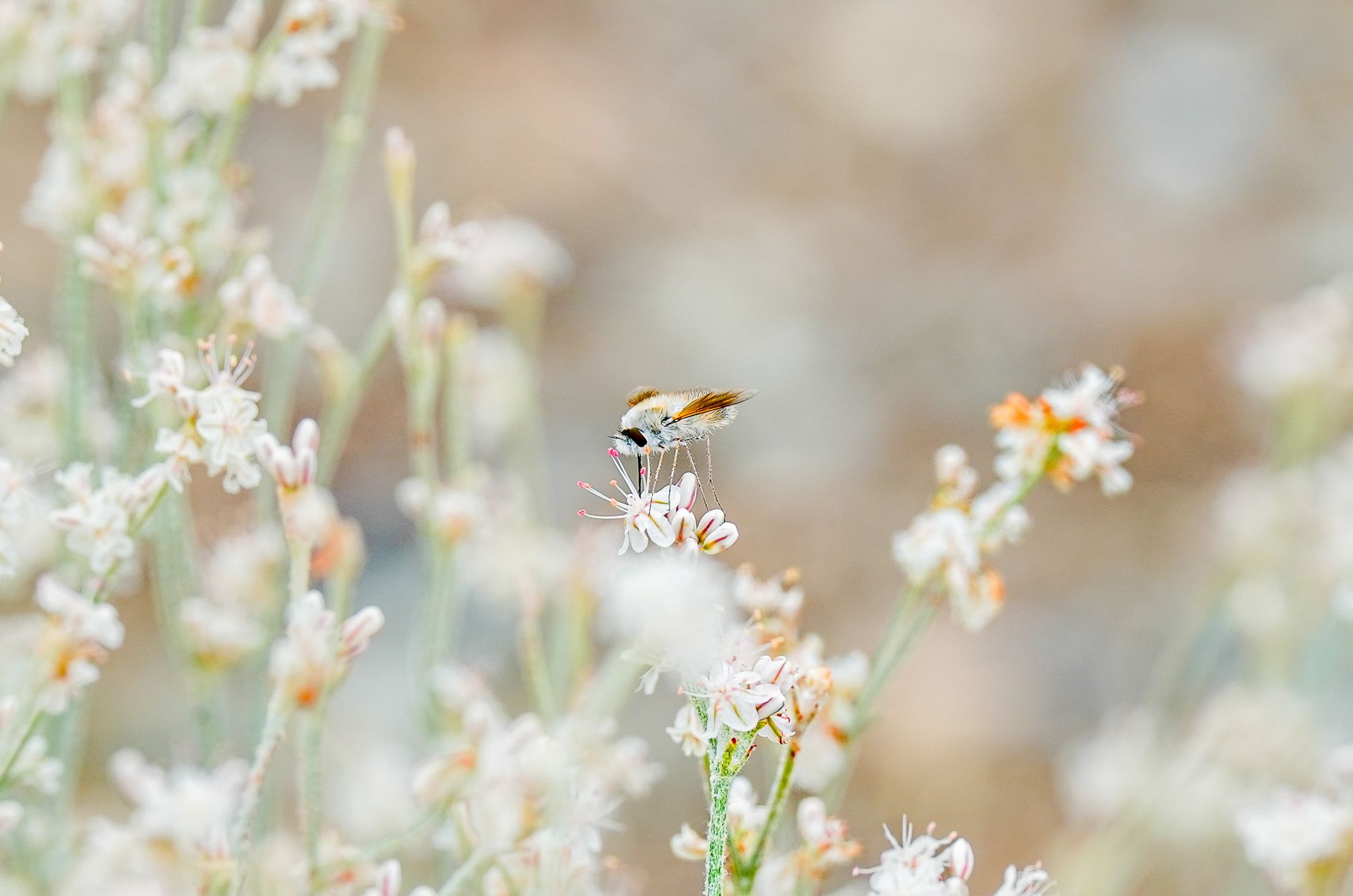 bee fly on buckwheat