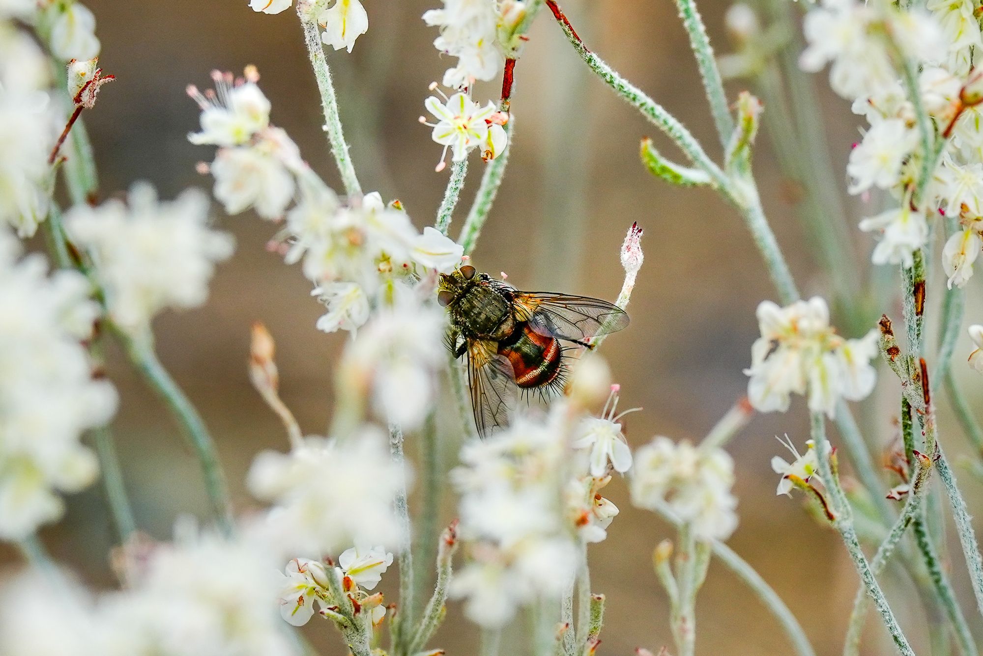 fly on buckwheat