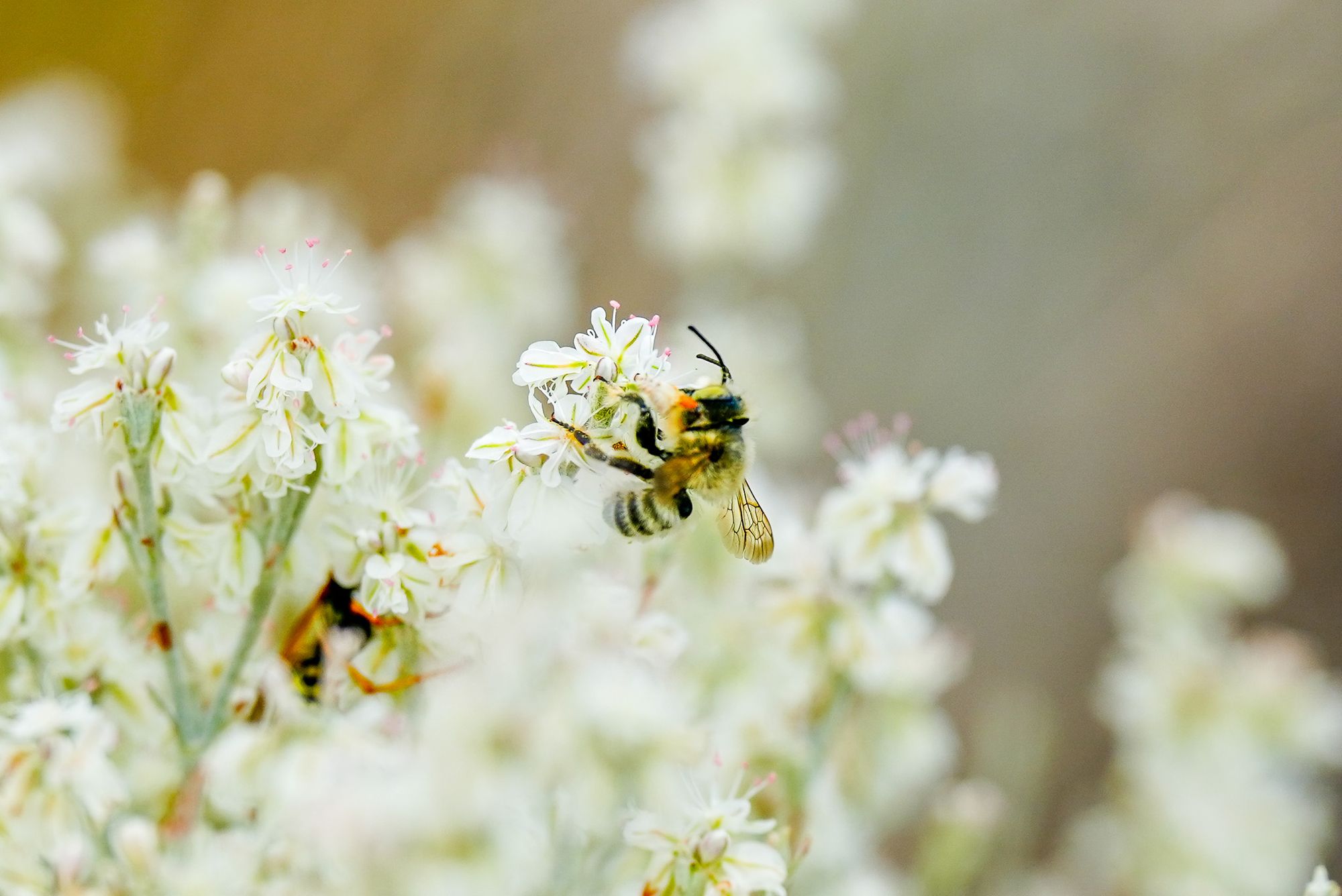 bee on buckwheat