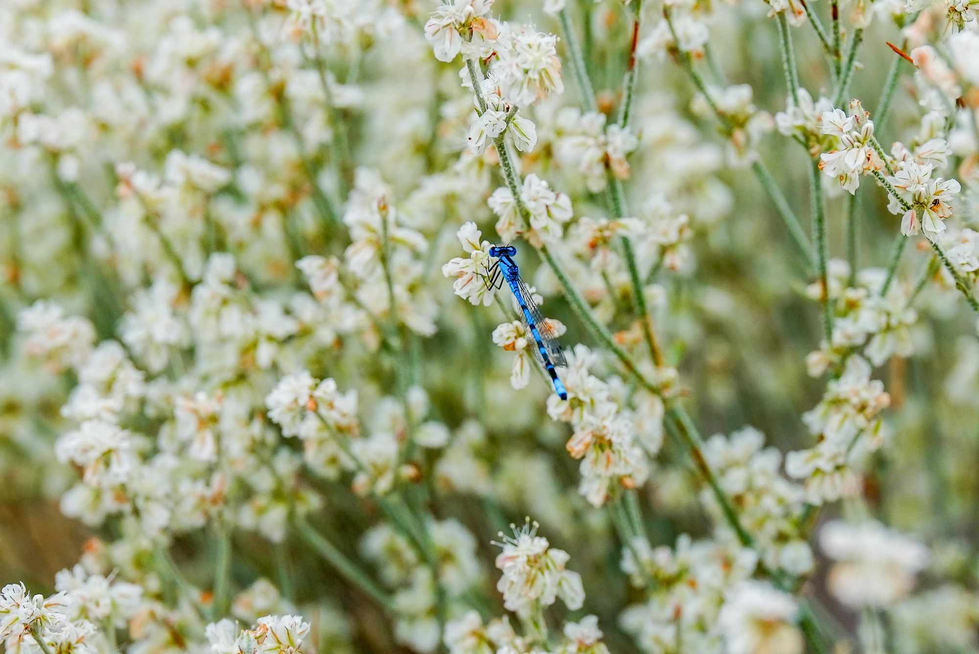 damselfly on buckwheat