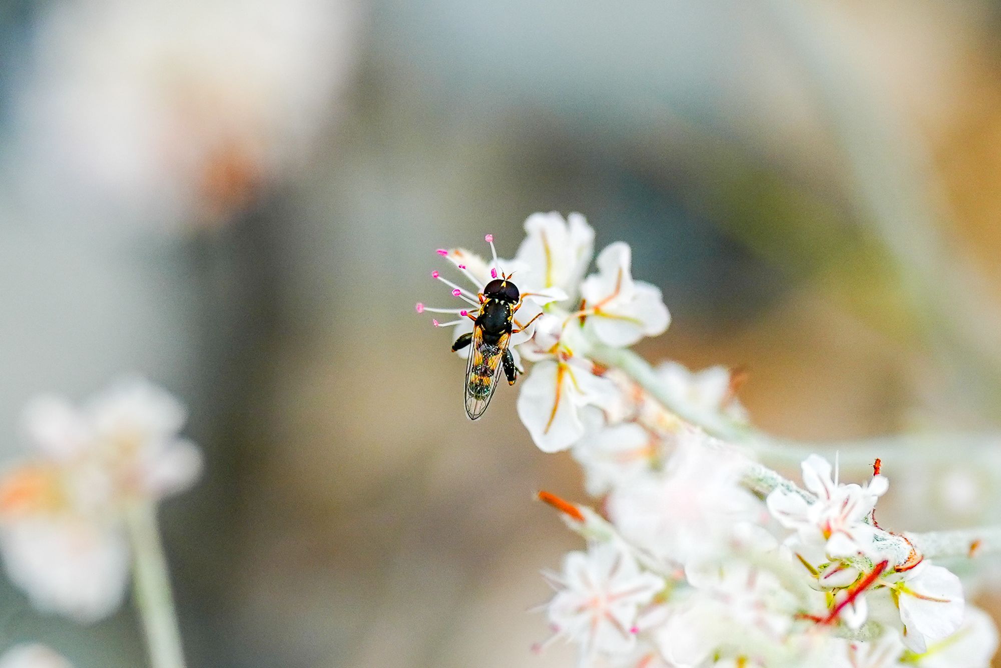 fly on buckwheat
