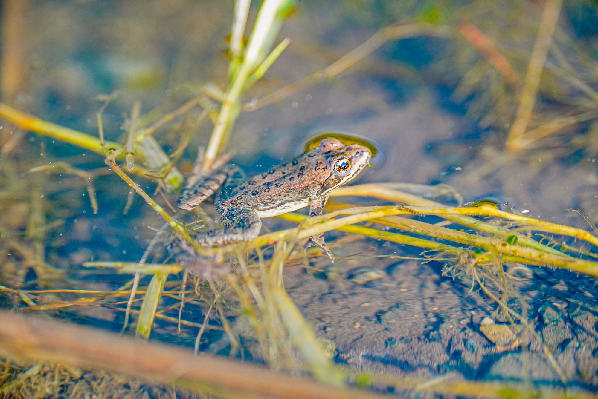 Columbian spotted frog