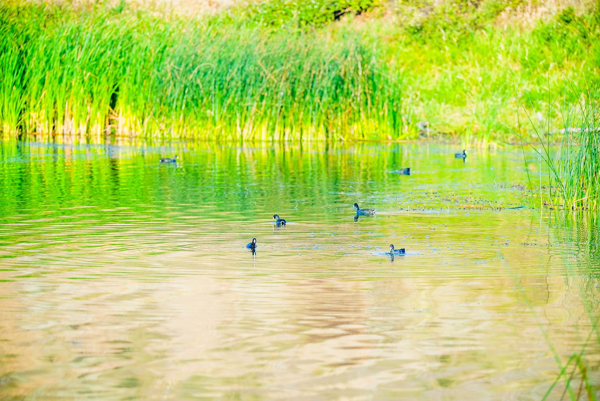 American coots