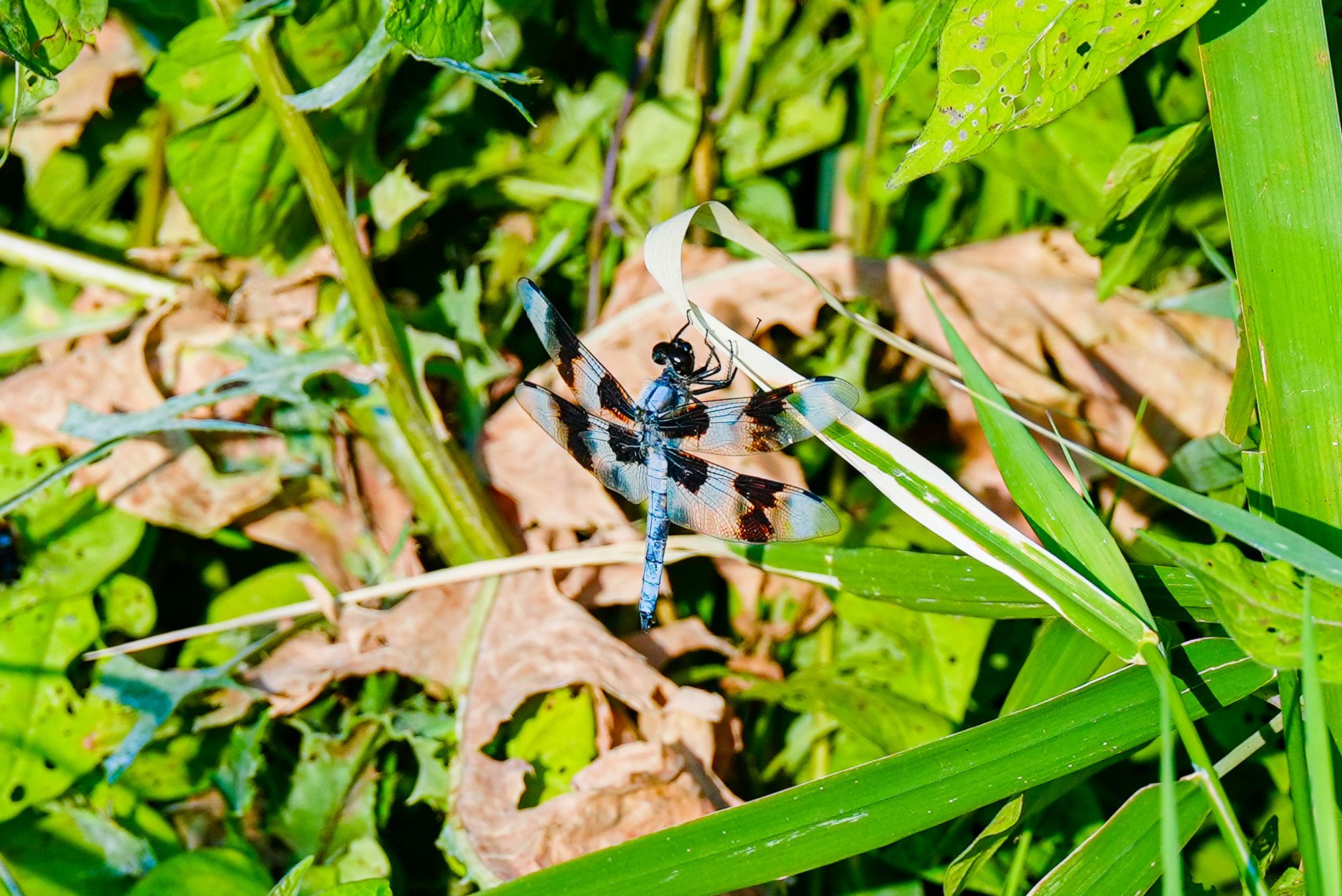 eight-spotted skimmer