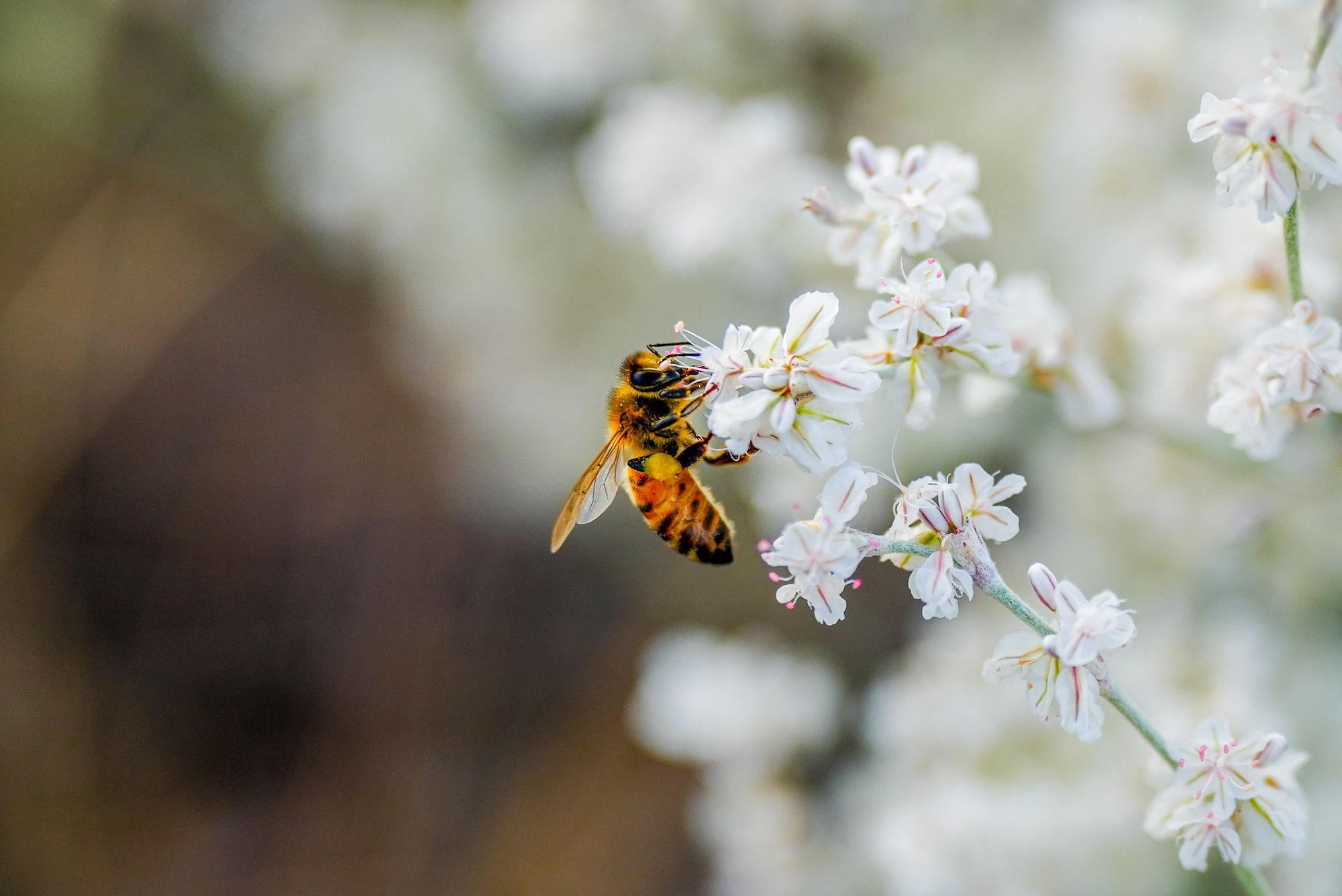 honeybee