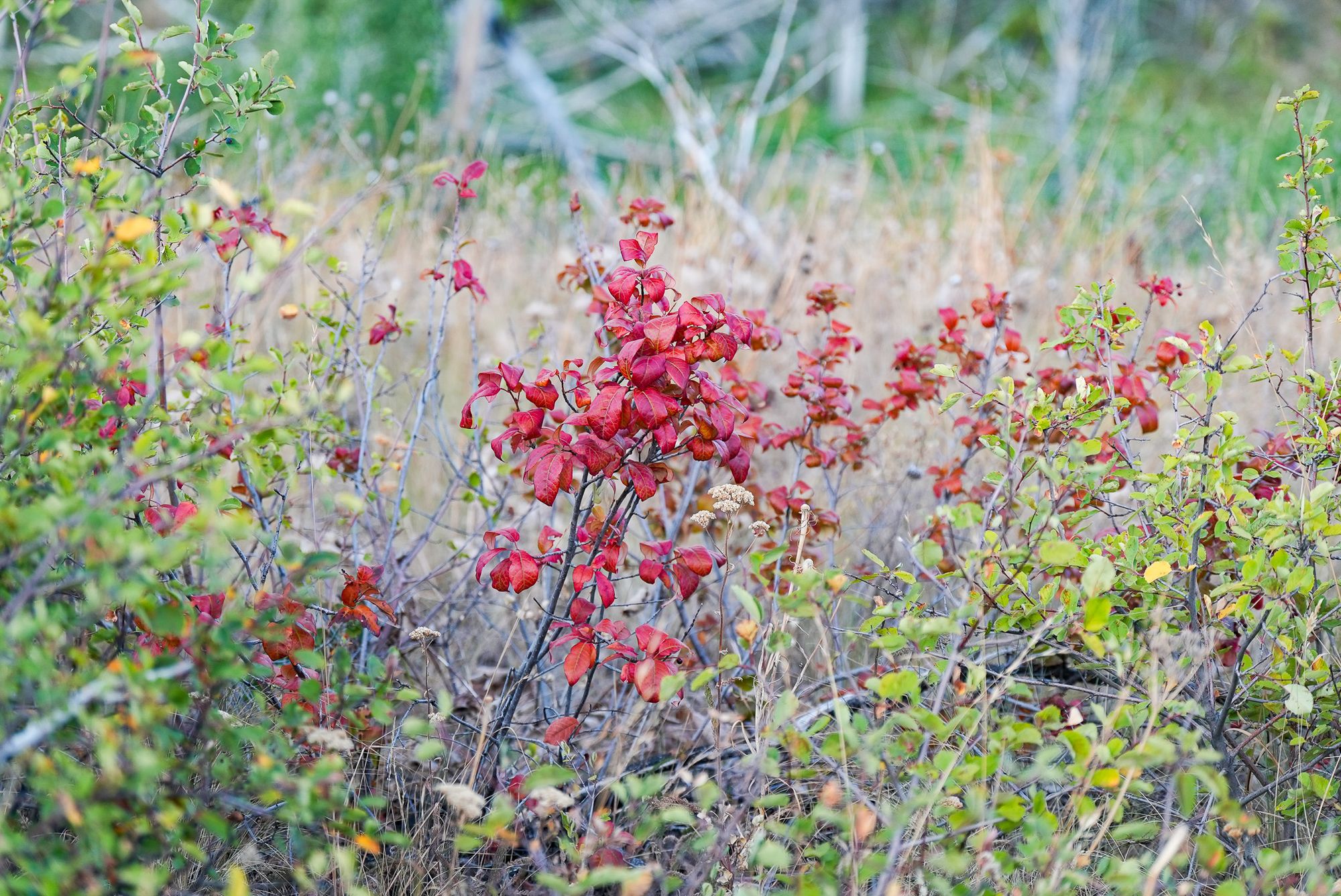 chokecherry