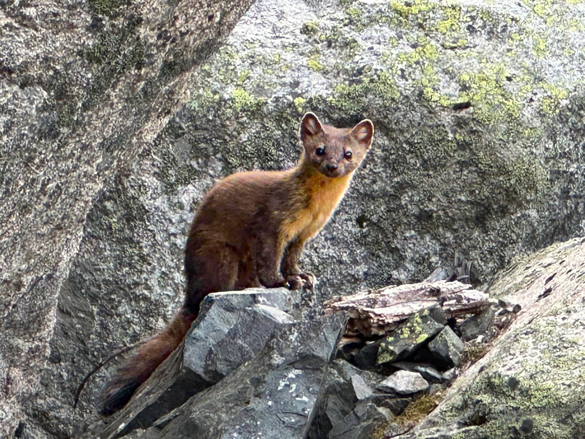 Pacific marten