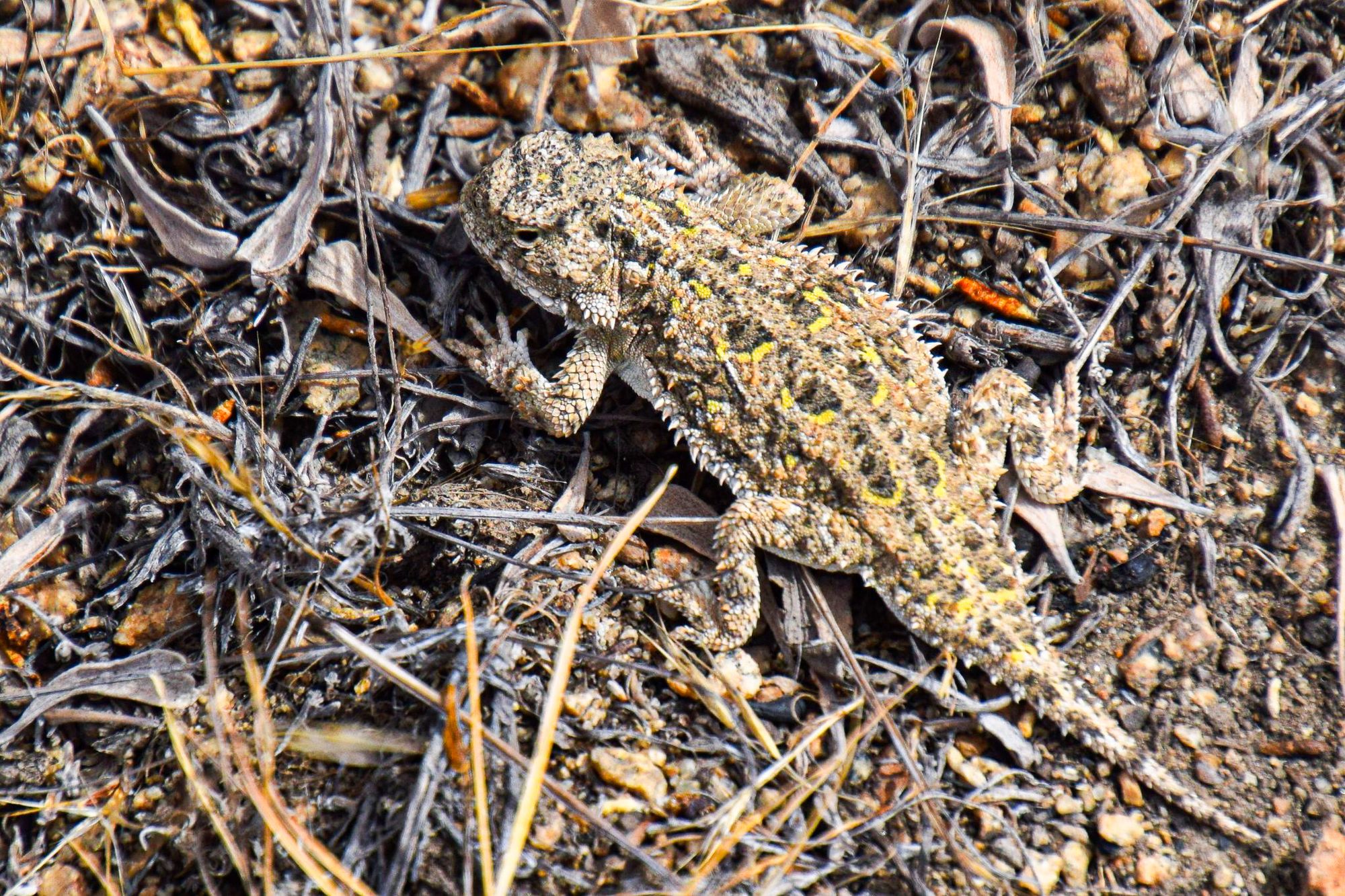 horned lizard