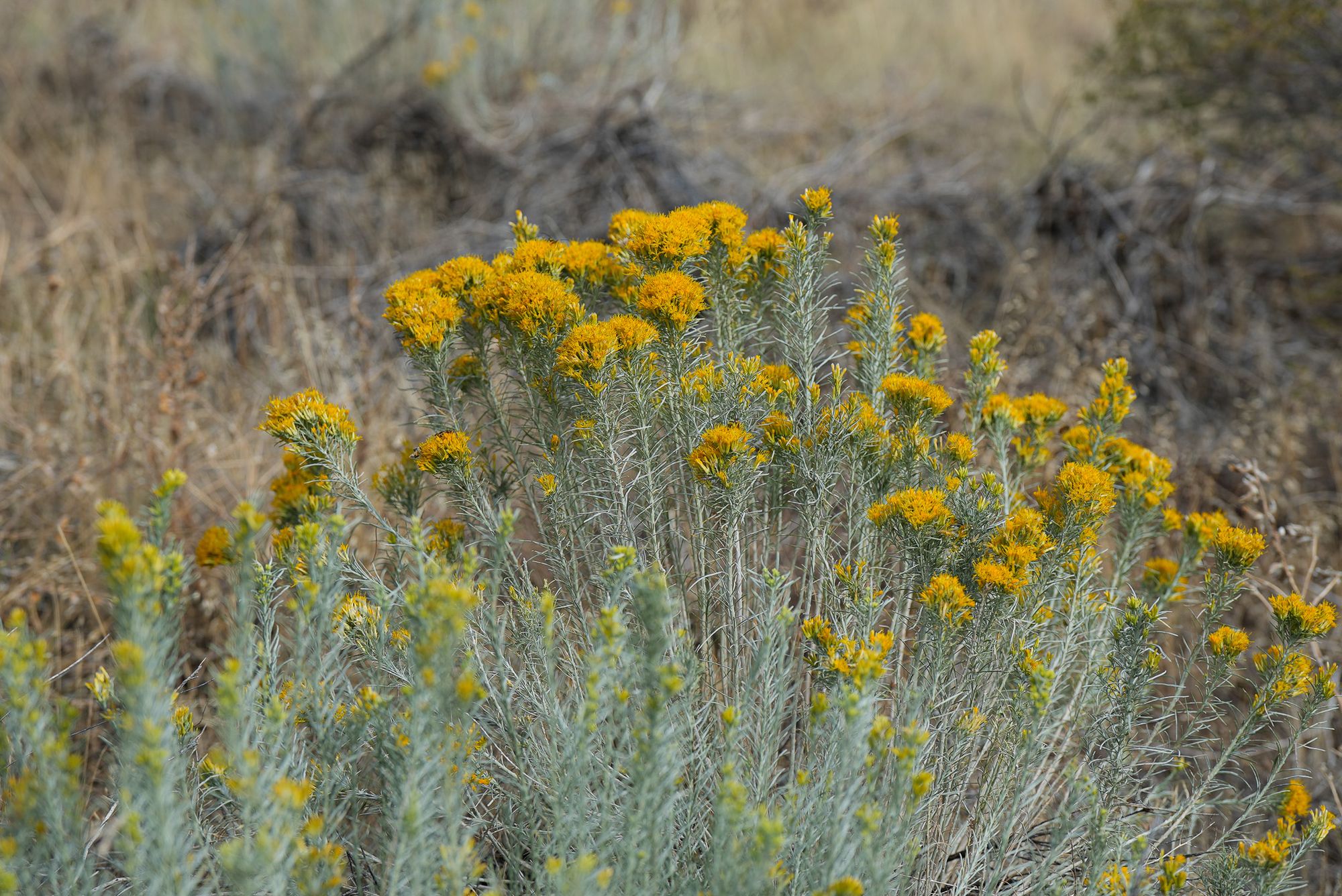 rabbitbrush