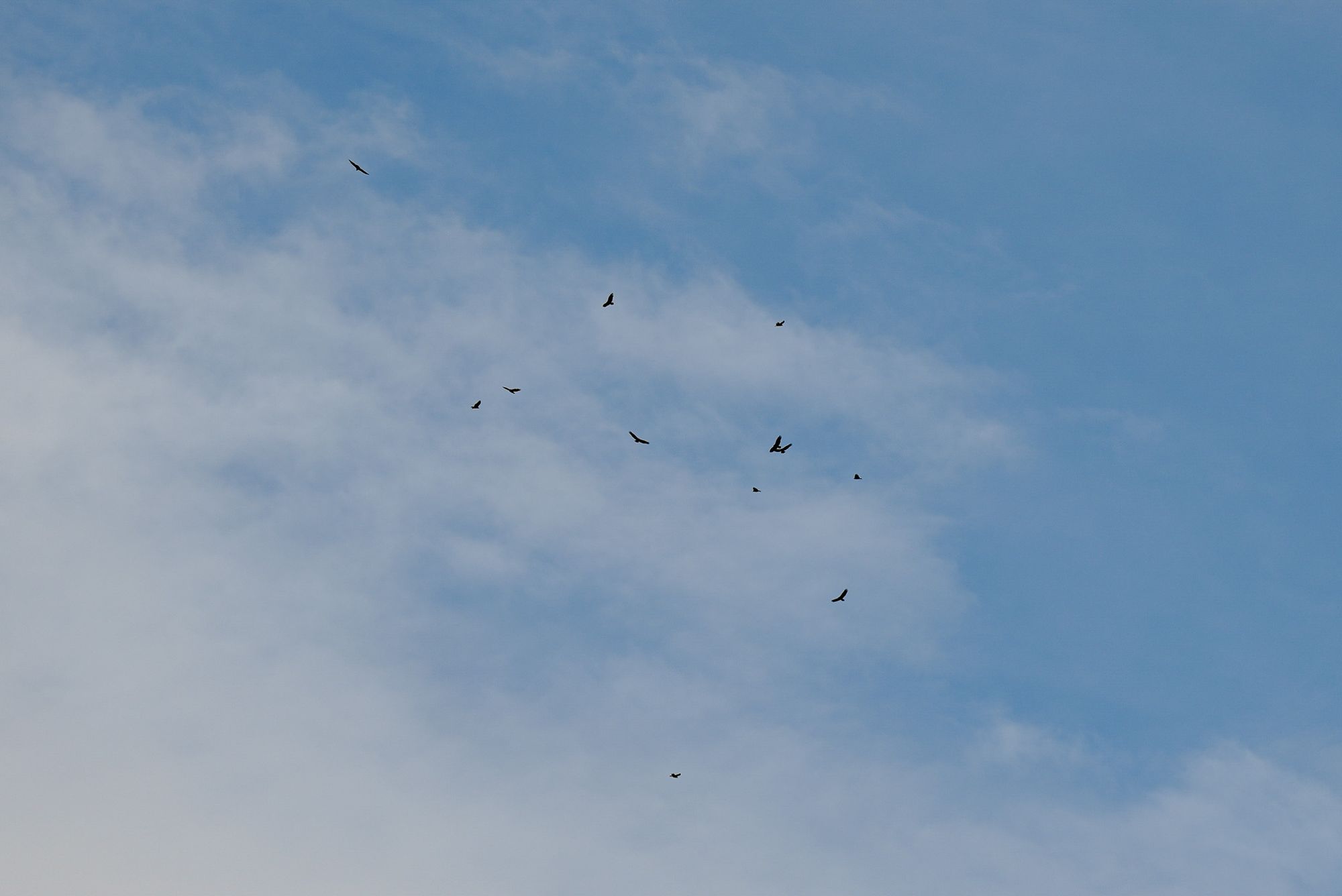 turkey vultures