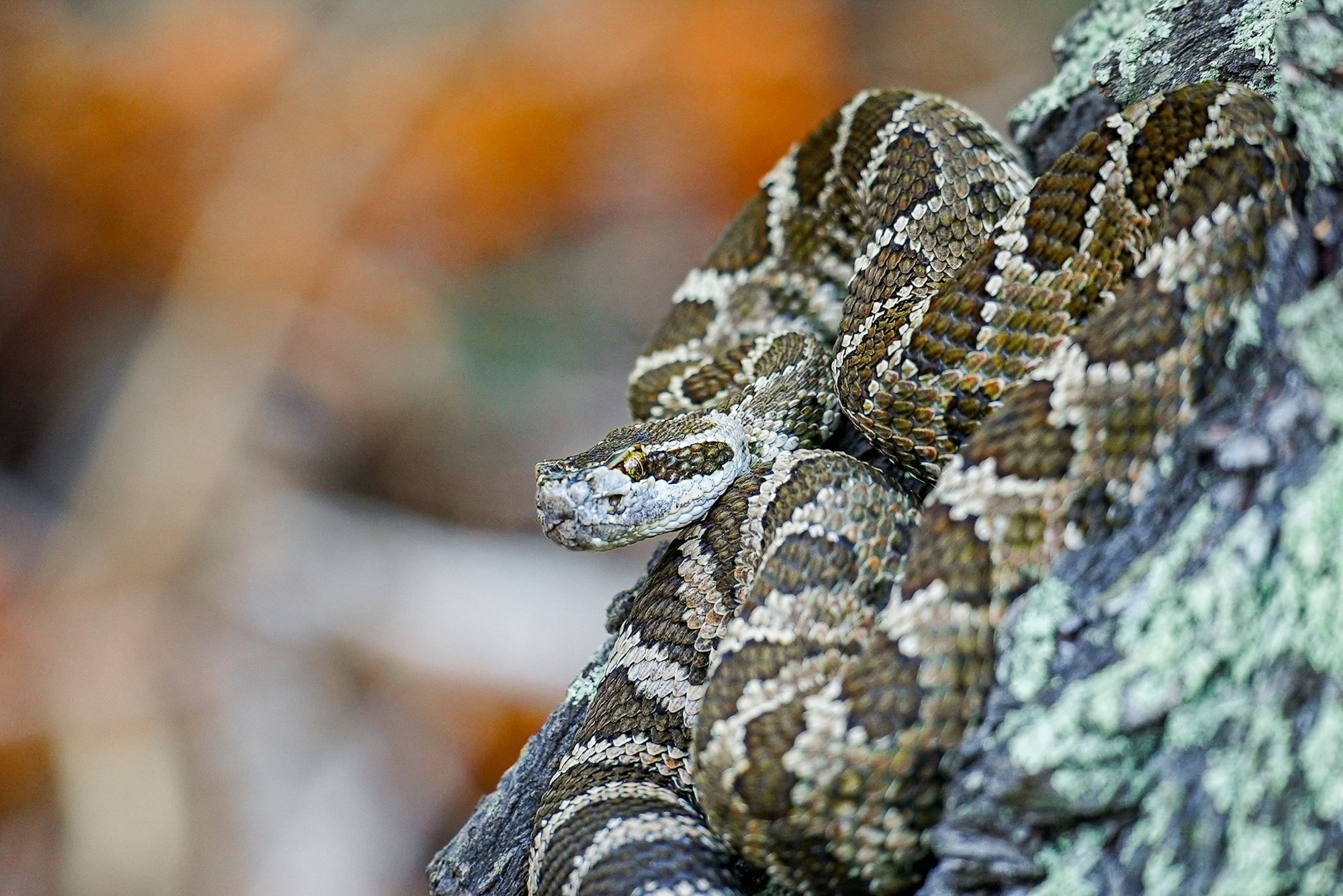 rattlesnake