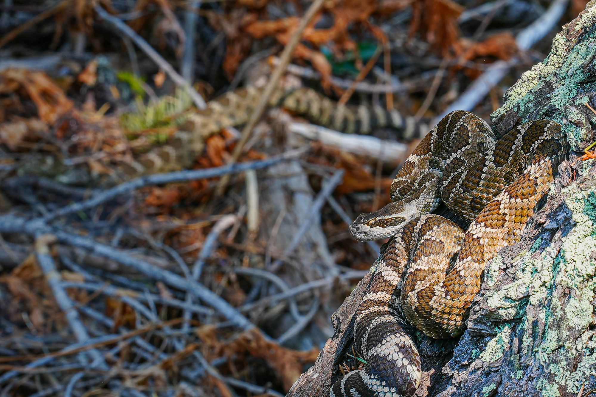 Western rattlesnakes