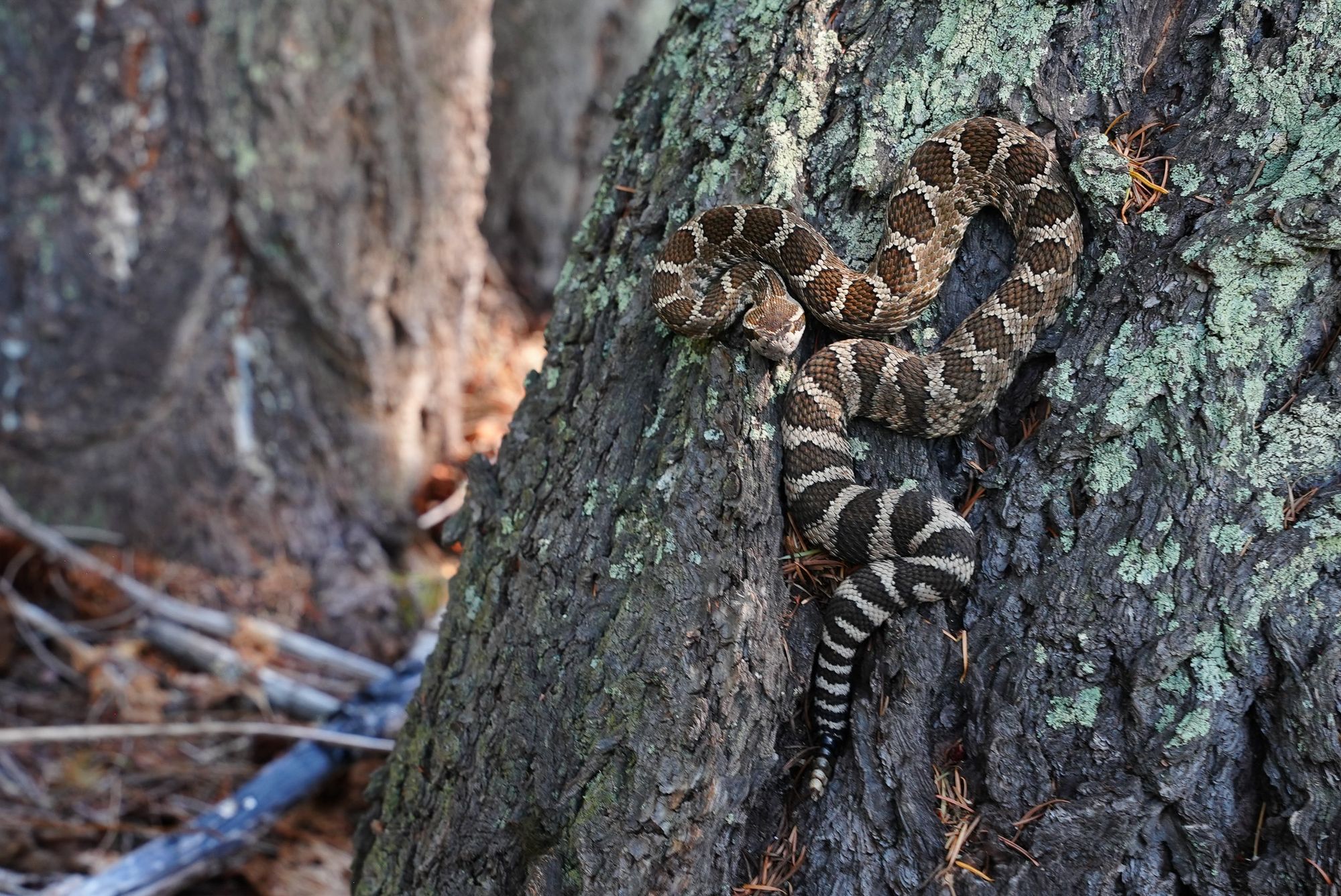 rattlesnake