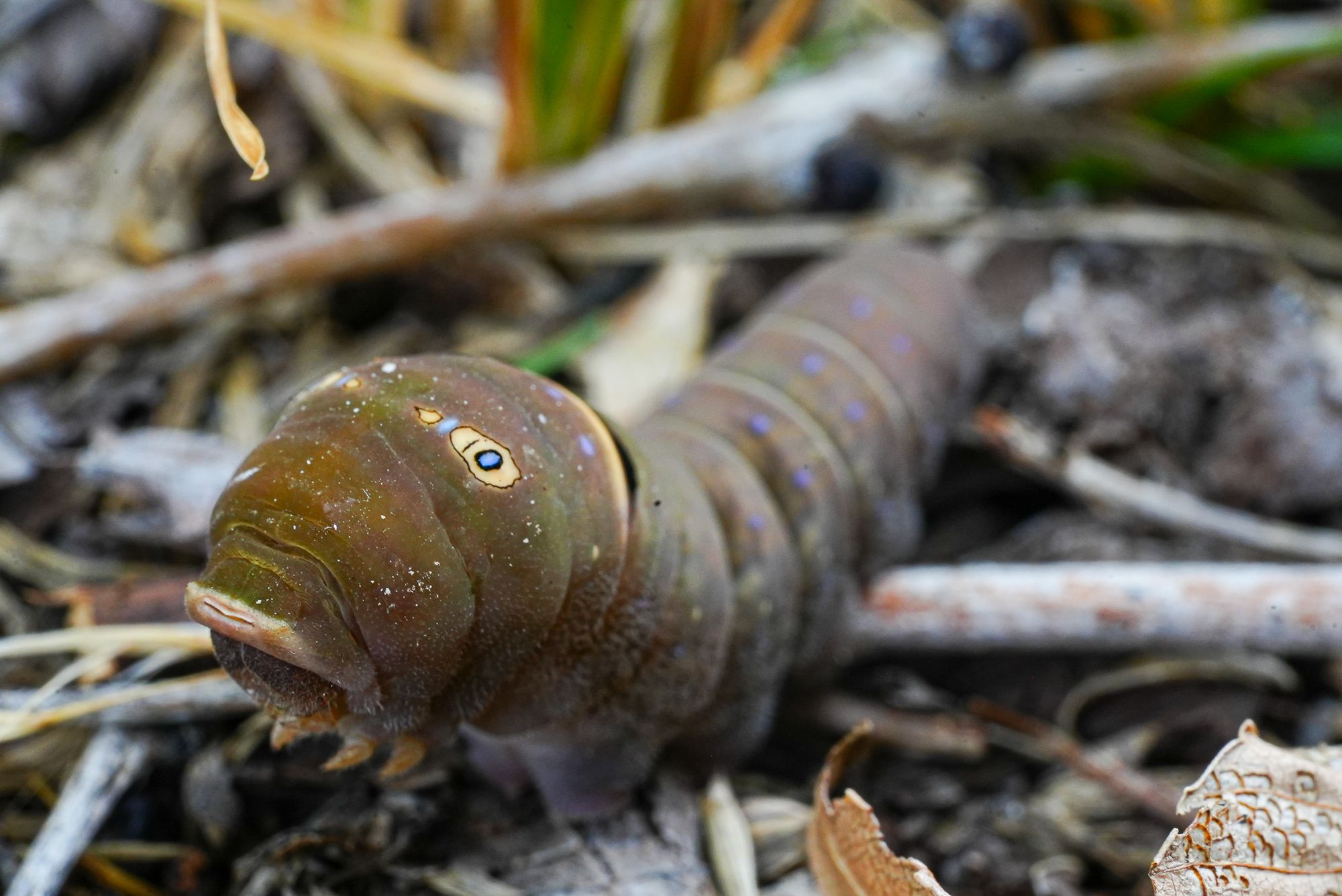 swallowtail caterpillar