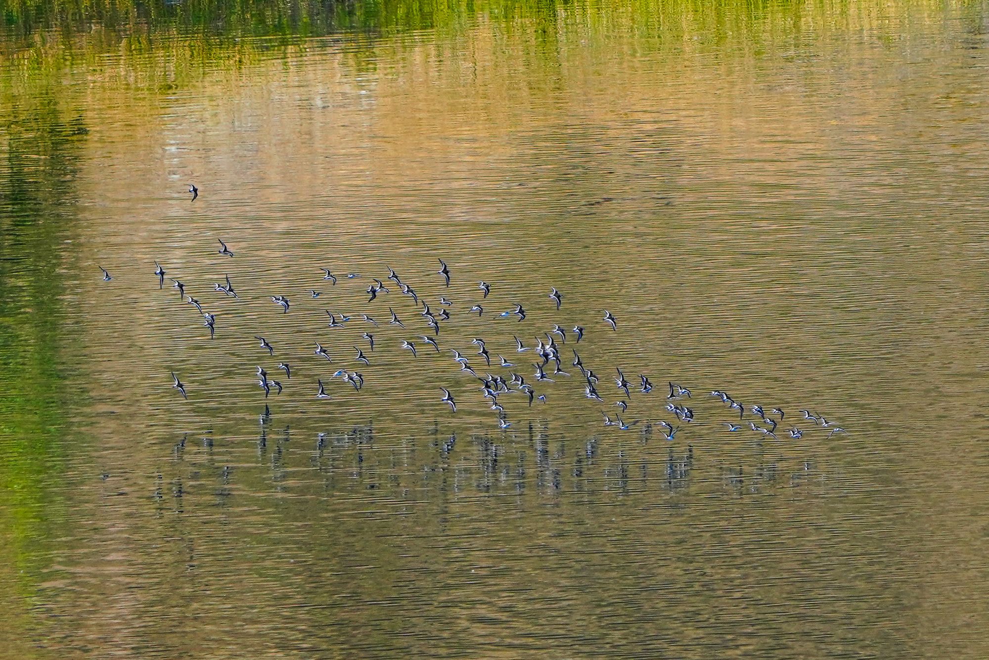 phalaropes in flight