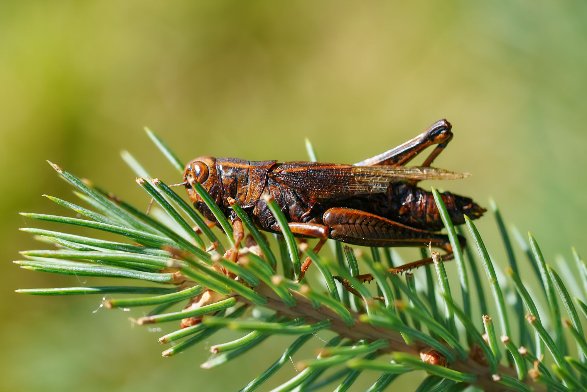 dead grasshopper