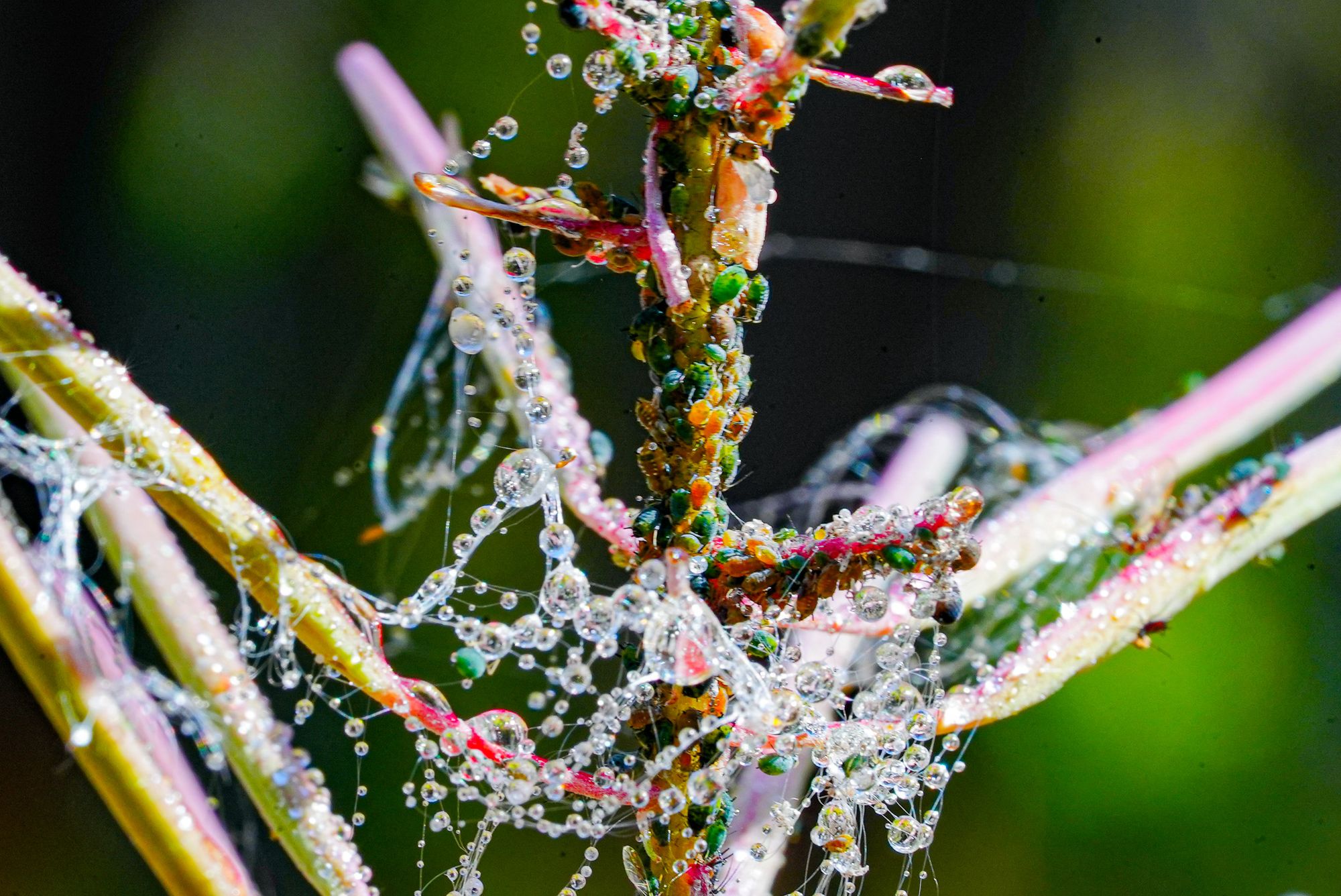 aphids