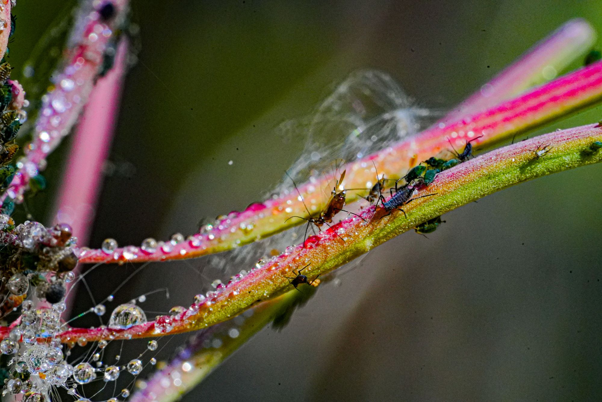 aphids
