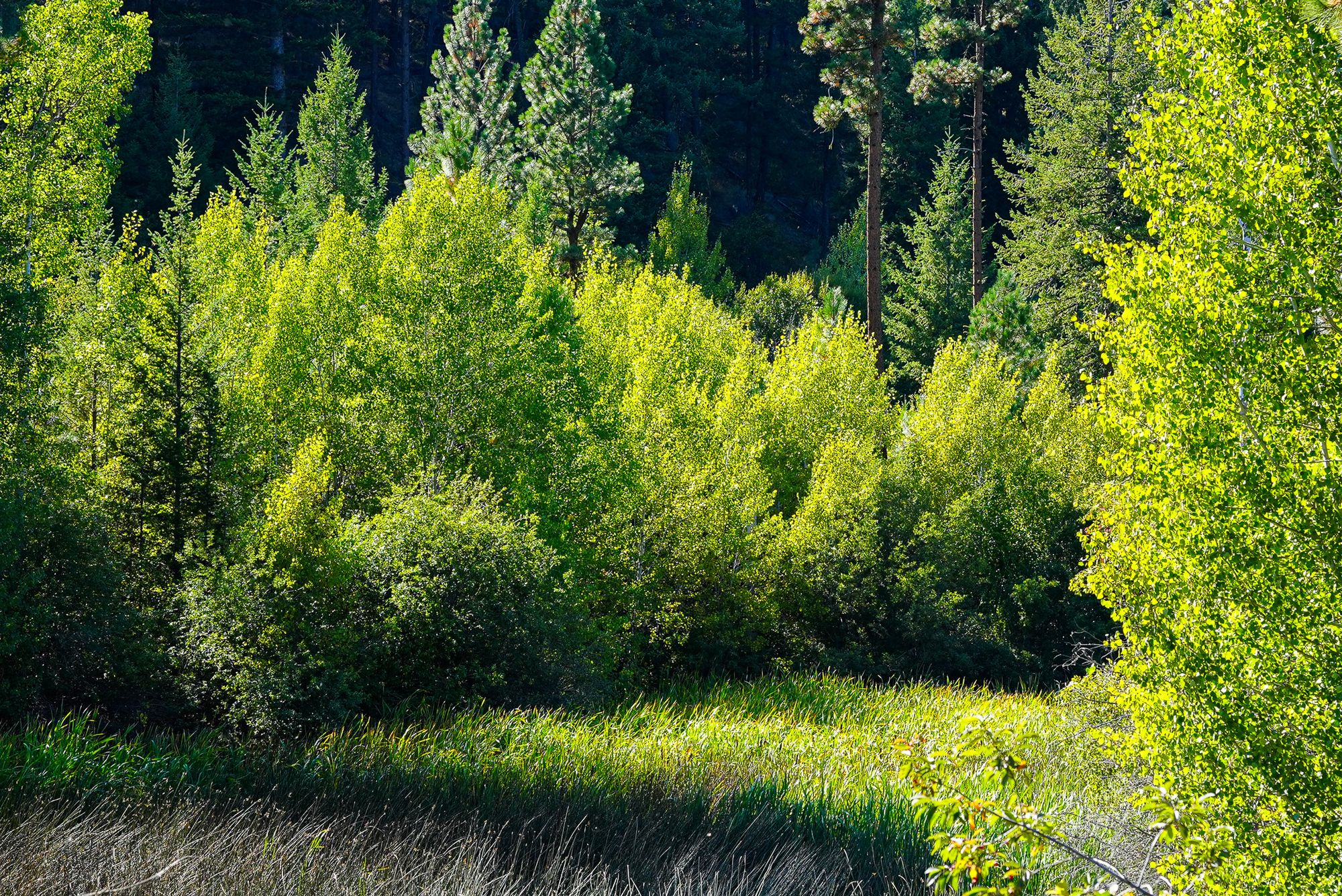 aspen grove