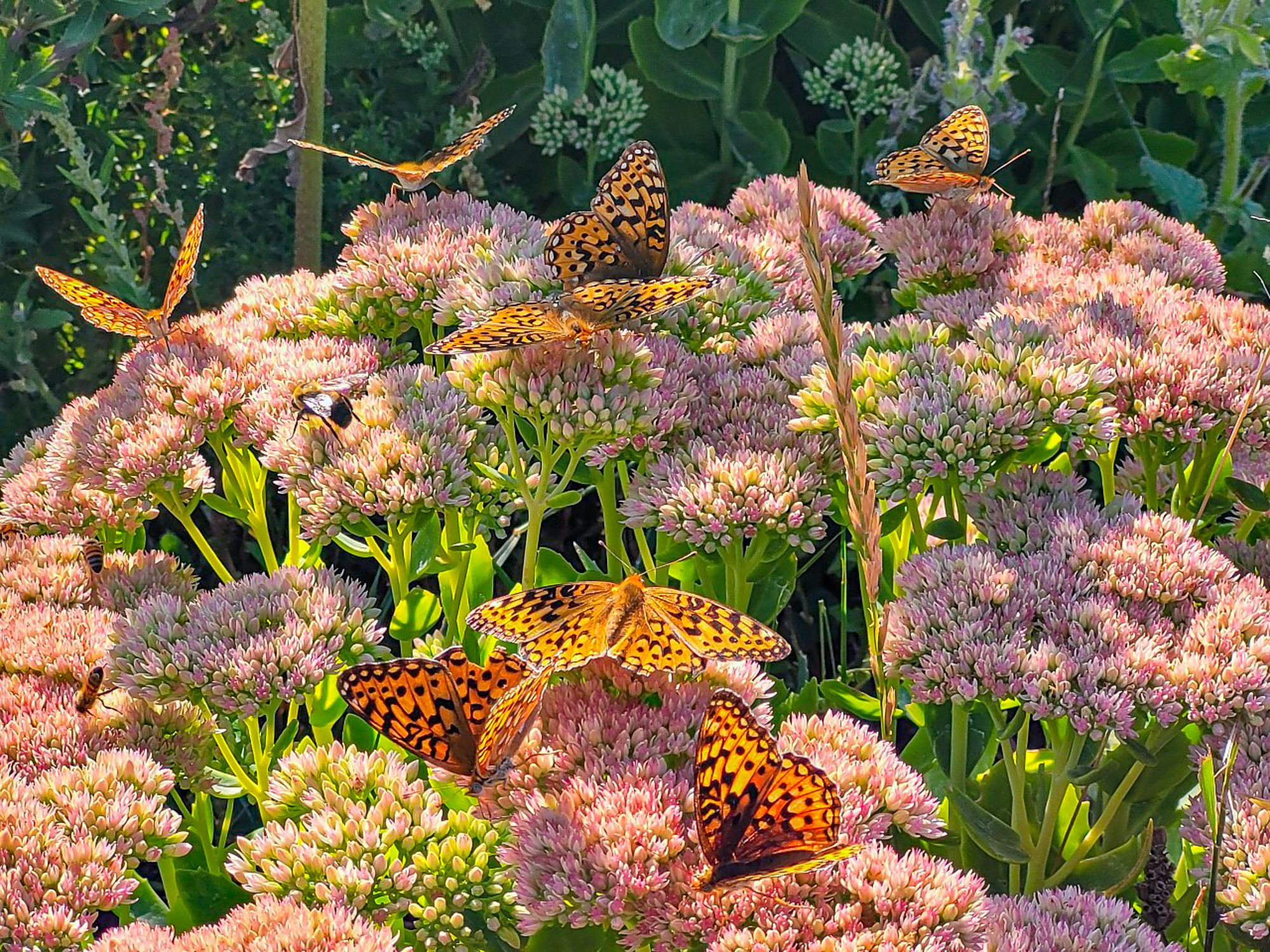 fritillary butterflies