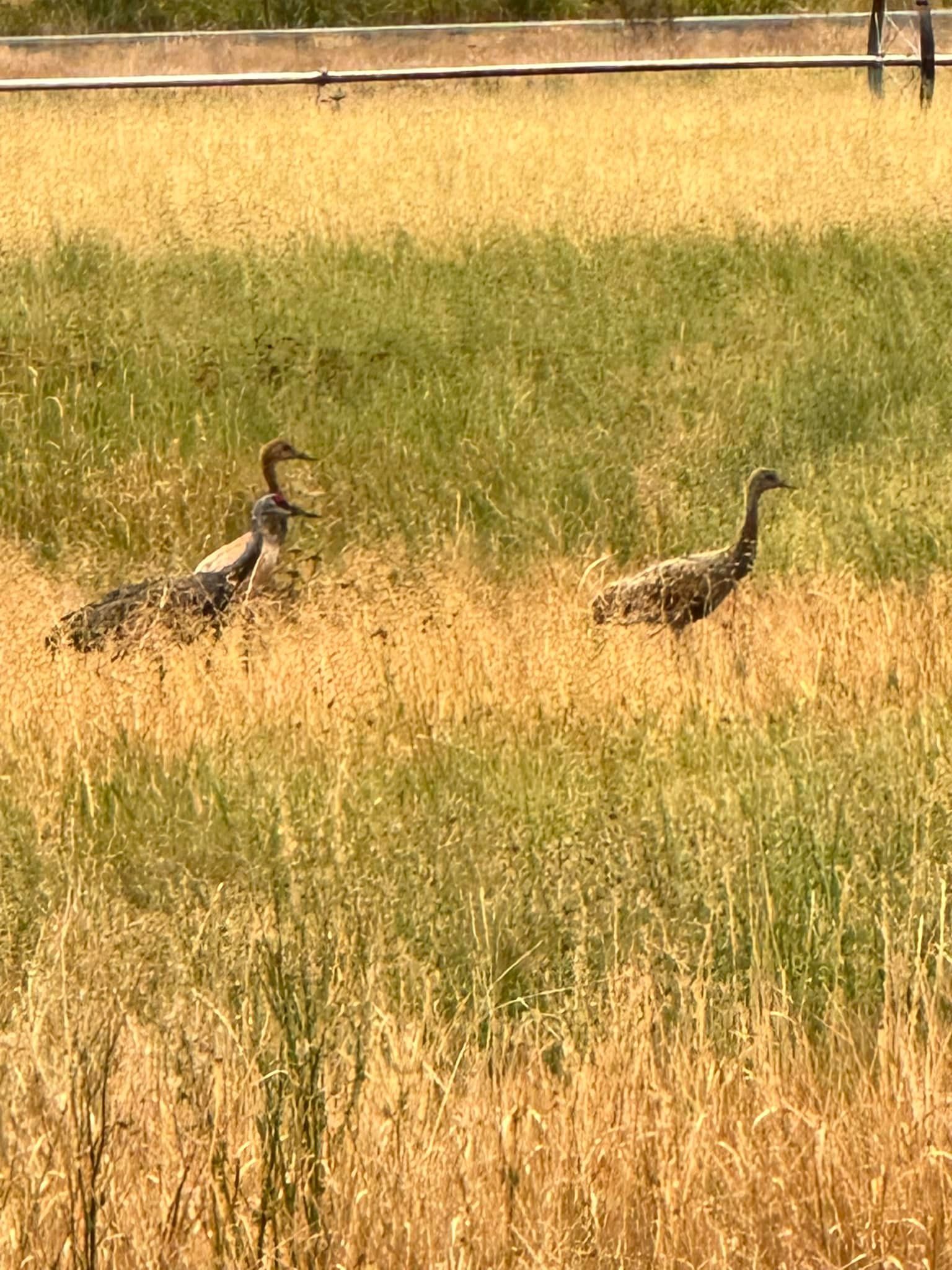 sandhill cranes with young birds