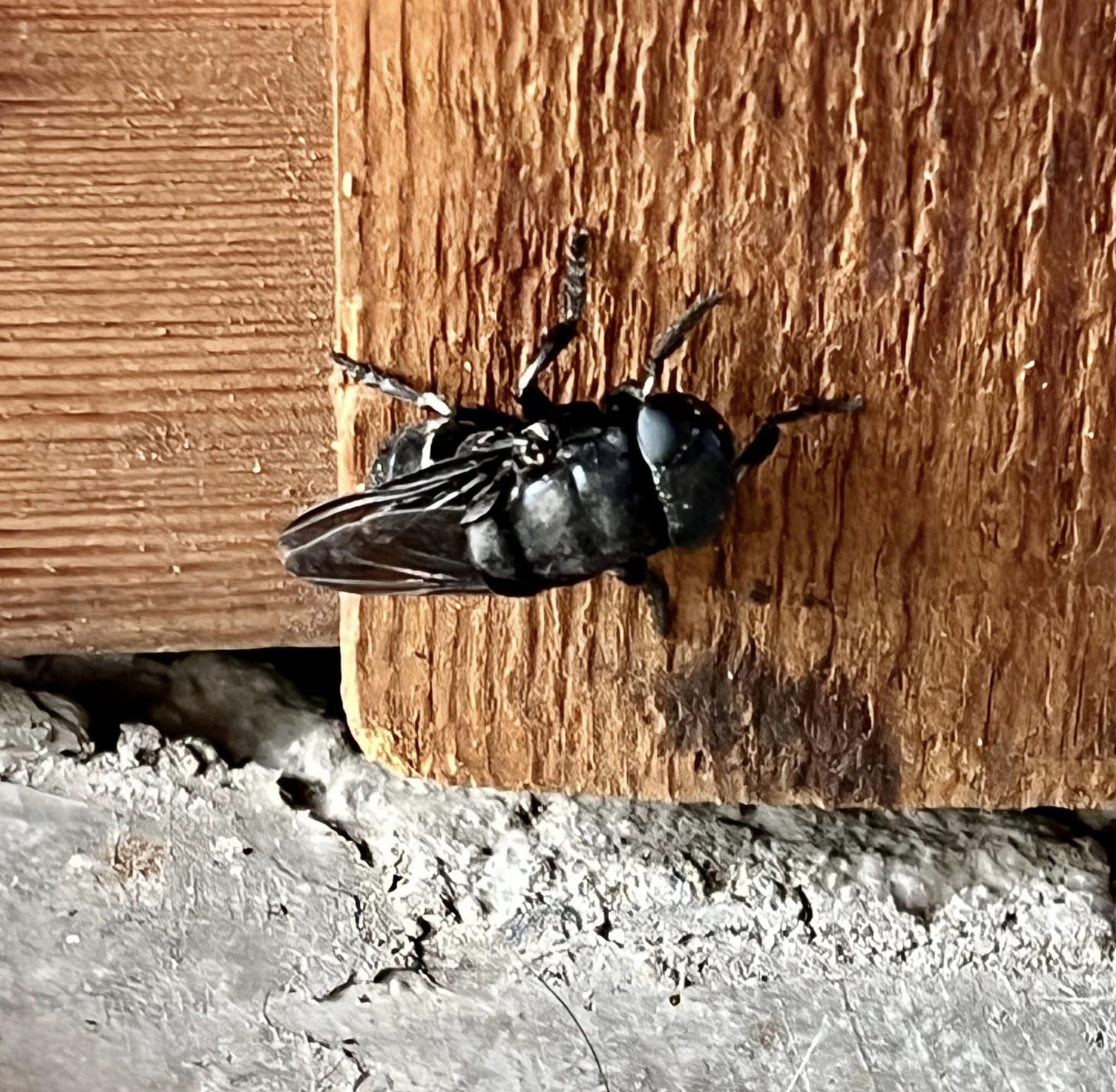 bot fly