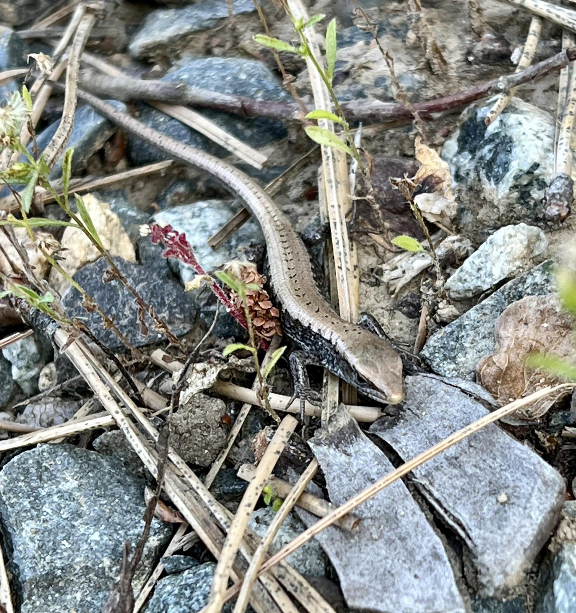 young alligator lizard