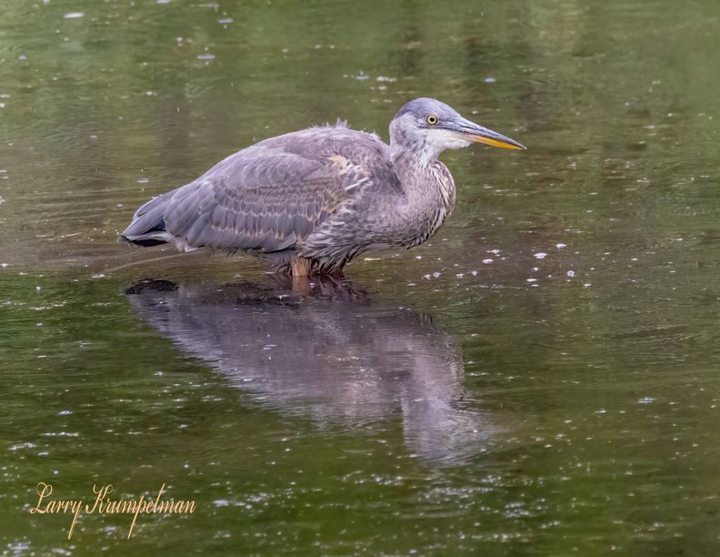 juvenile great blue heron