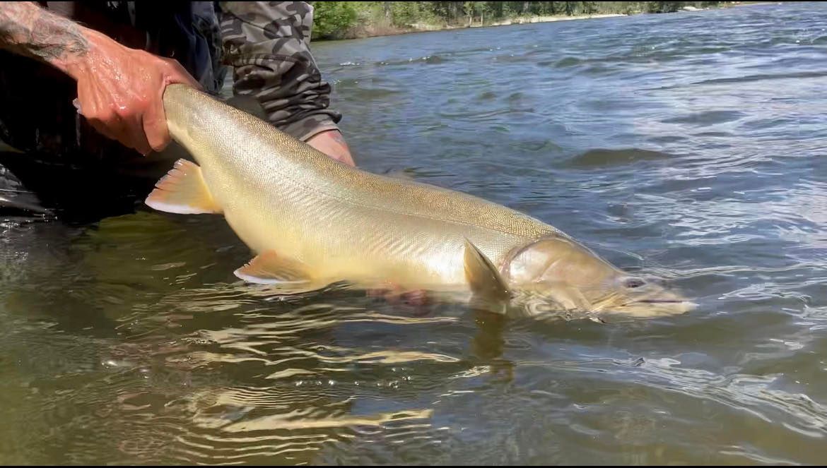 bull trout