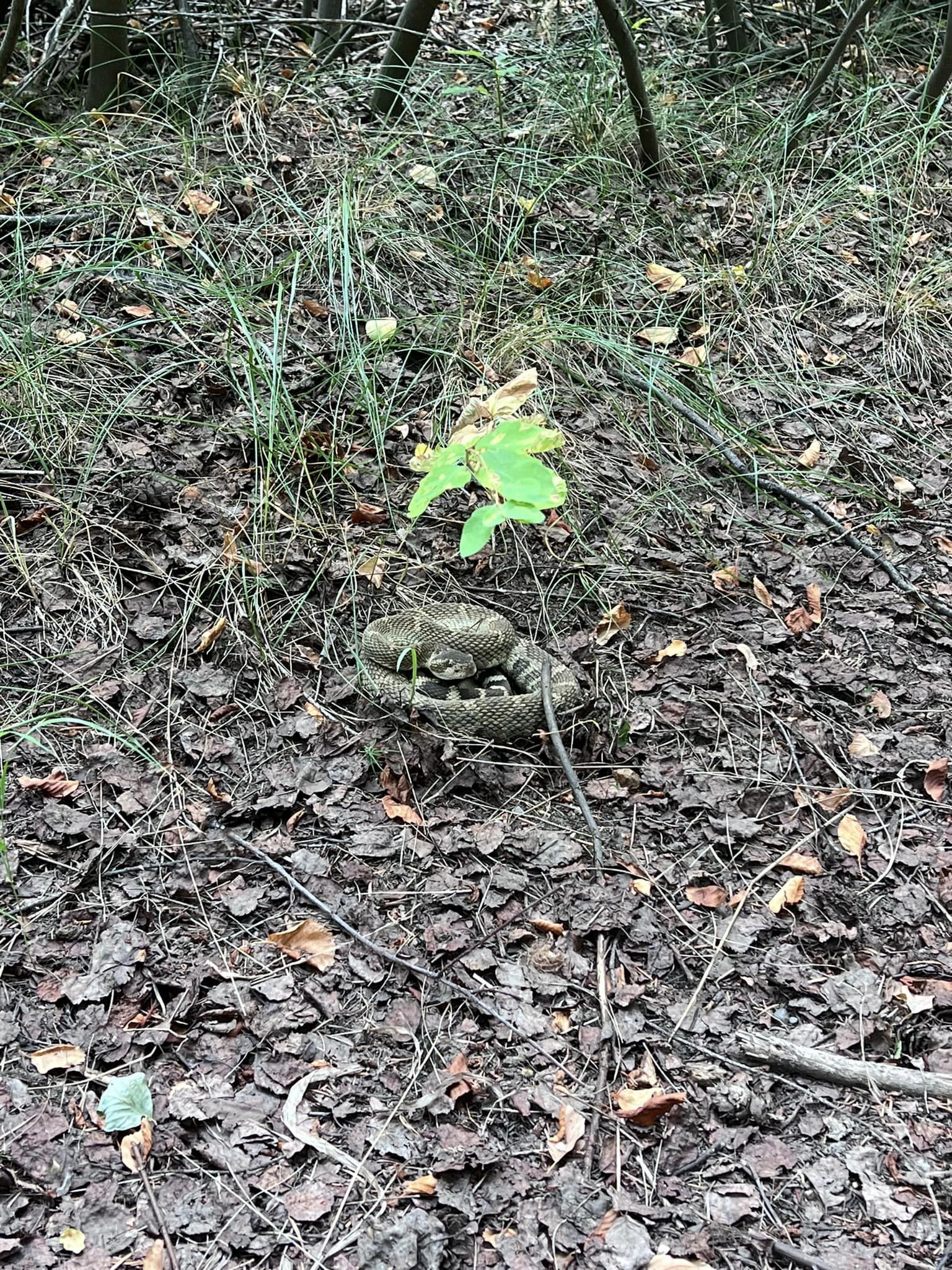 rattlesnake