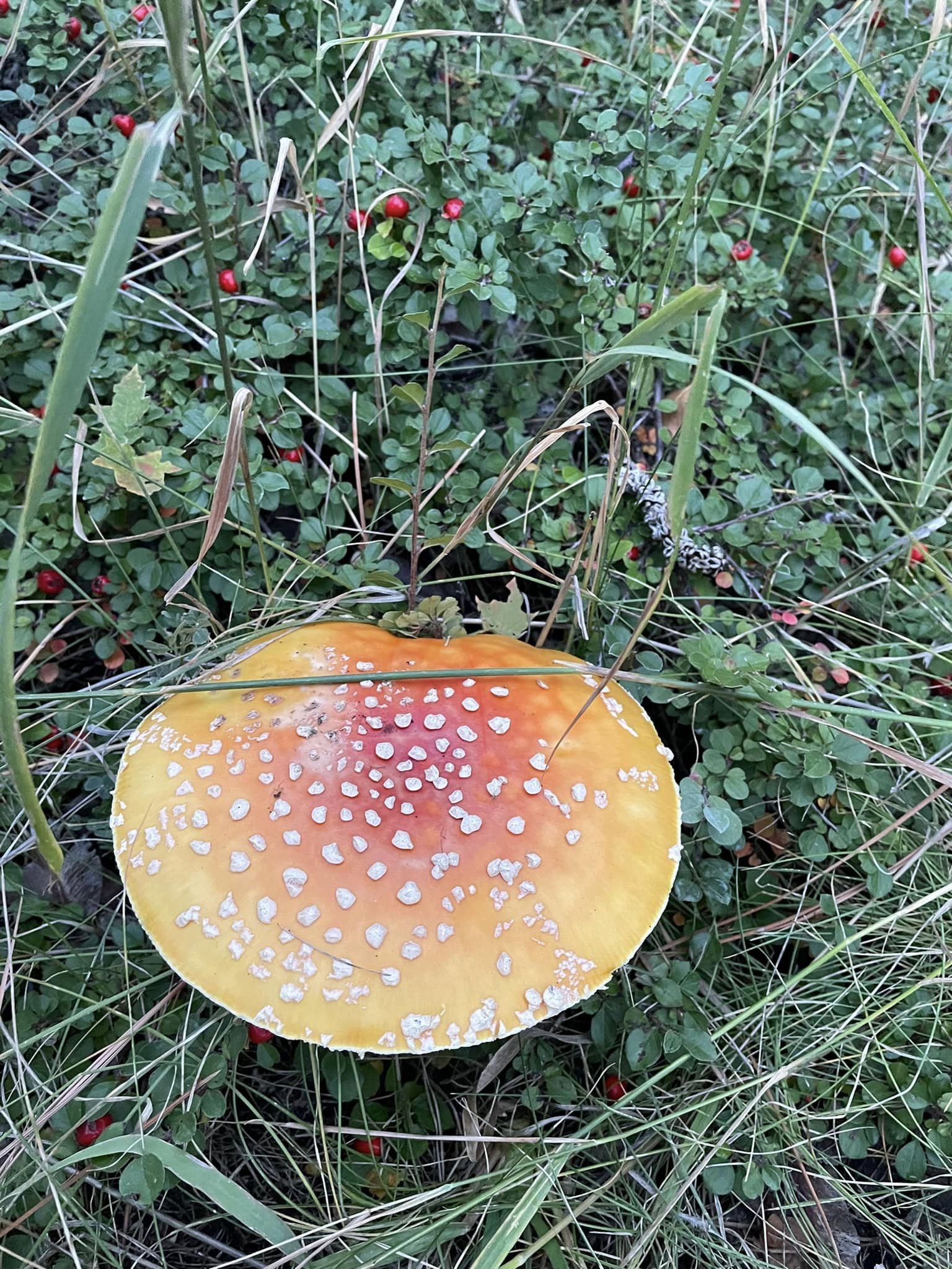 amanita
