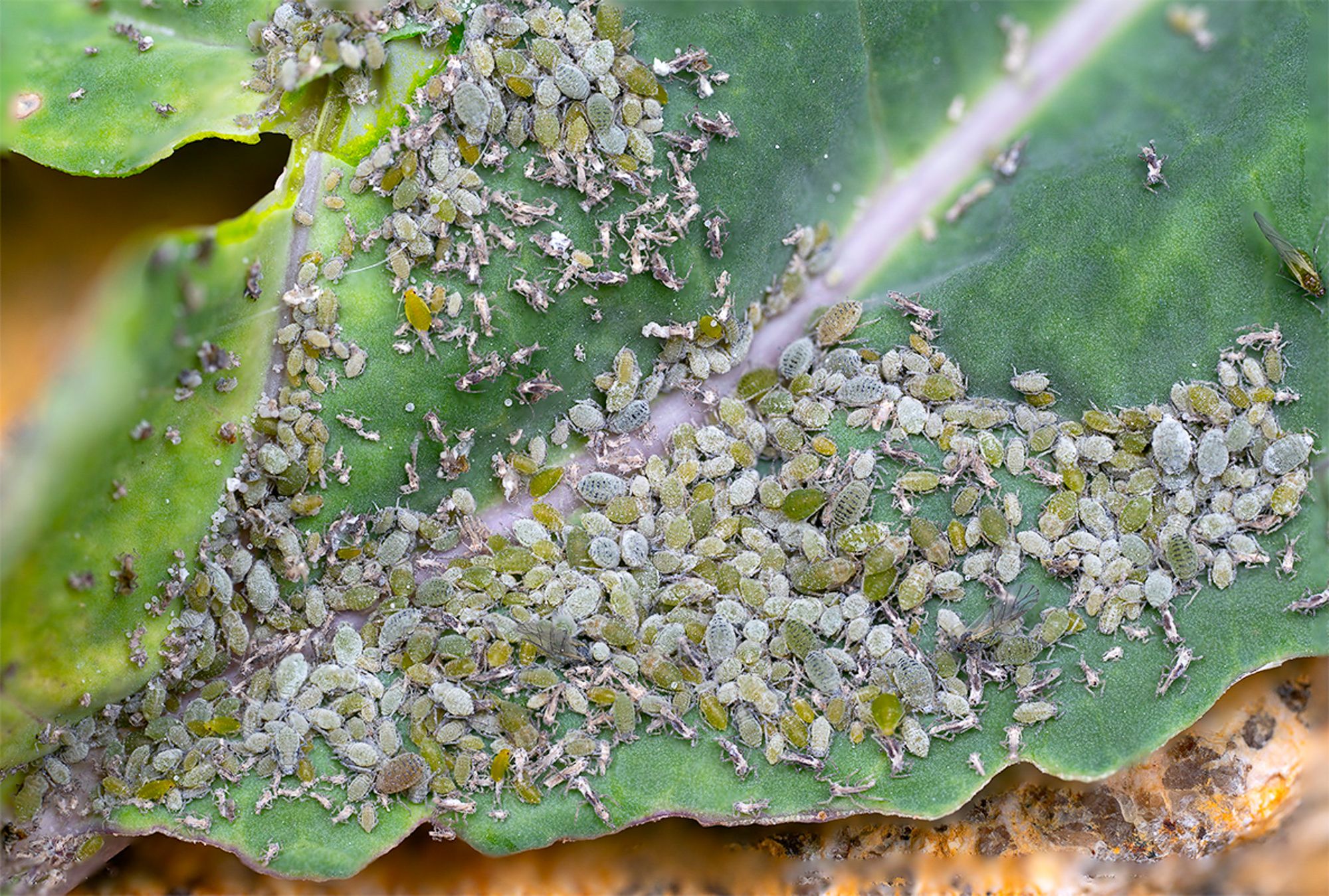 aphids