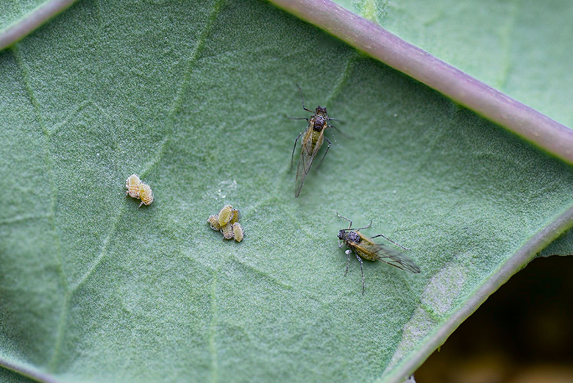 winged aphids