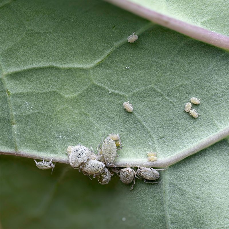 aphids