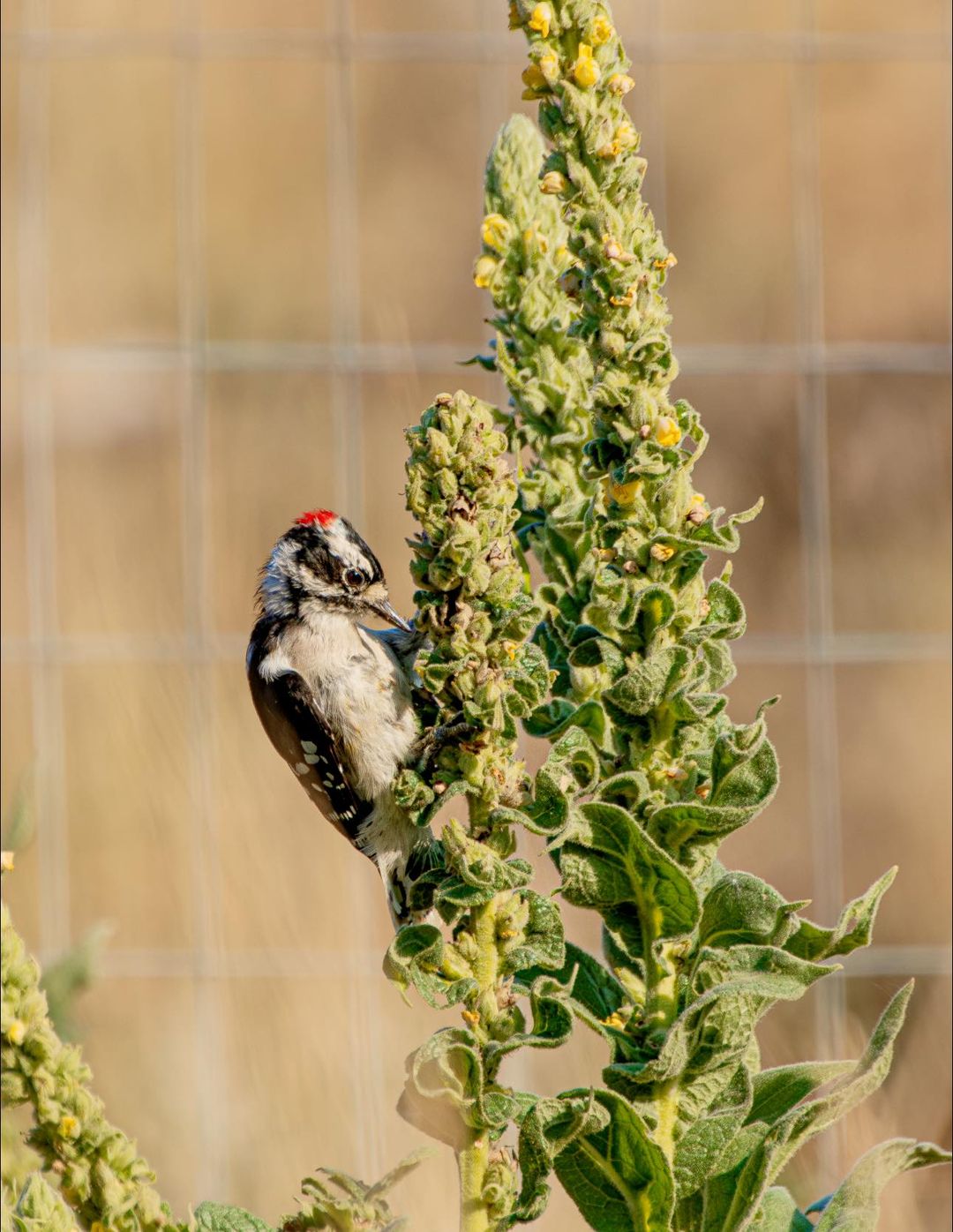 downy woodpecker on mullein