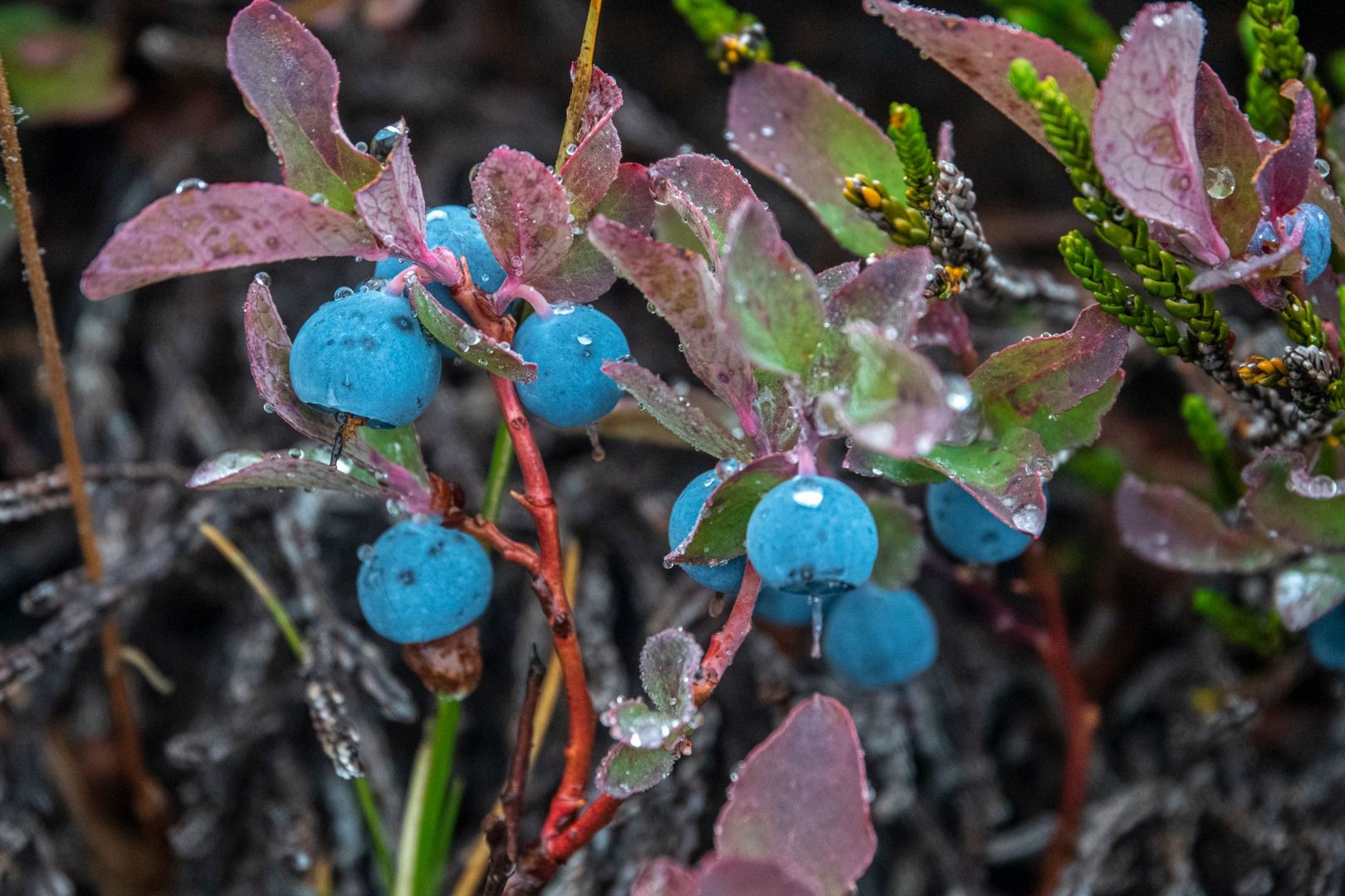 huckleberries