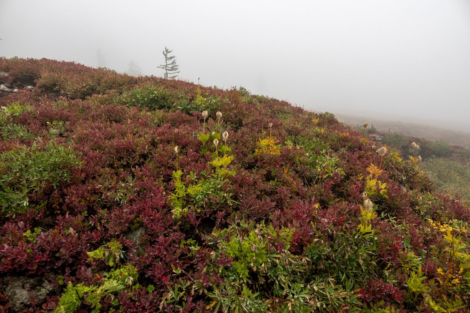 huckleberry leaves turning red