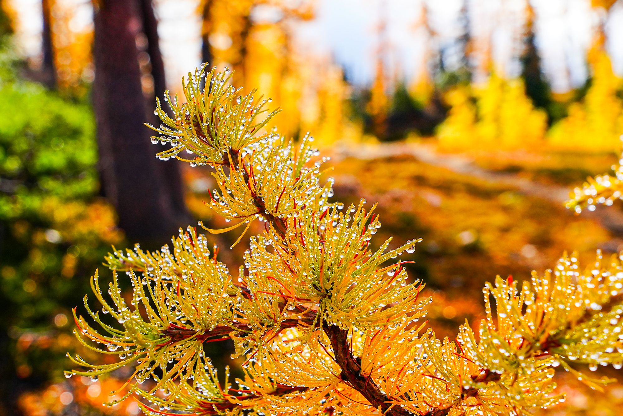golden larches