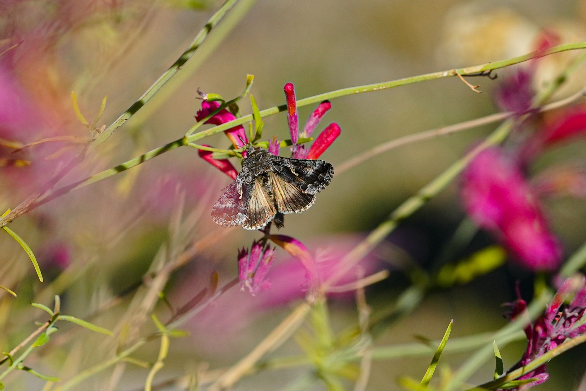moth on flower