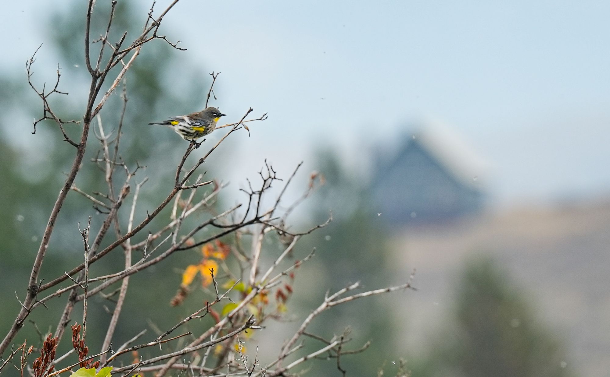 yellow-rumped warbler