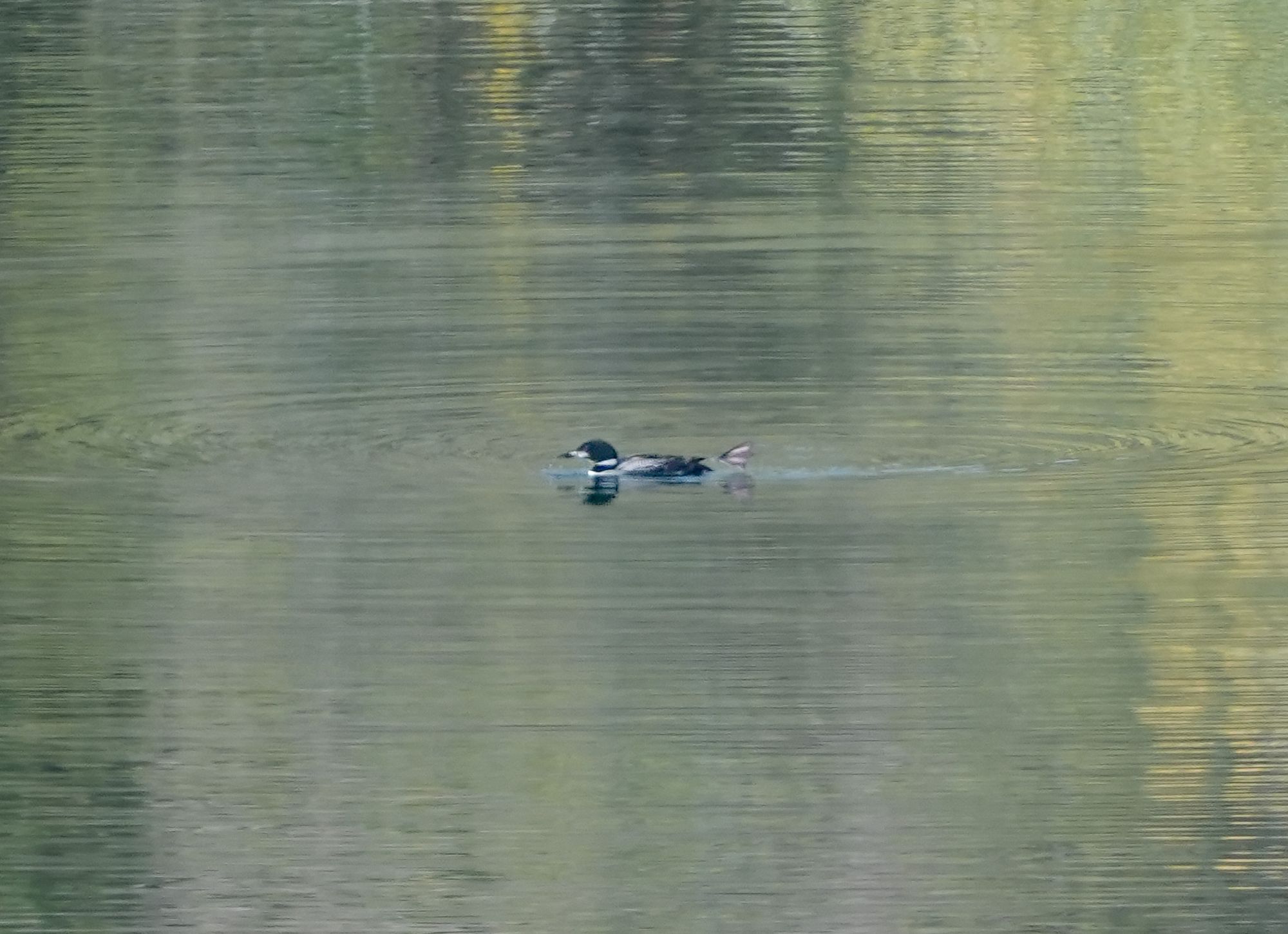 common loon