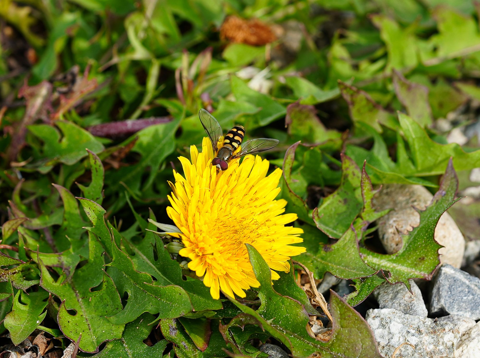 native fly on dandelion
