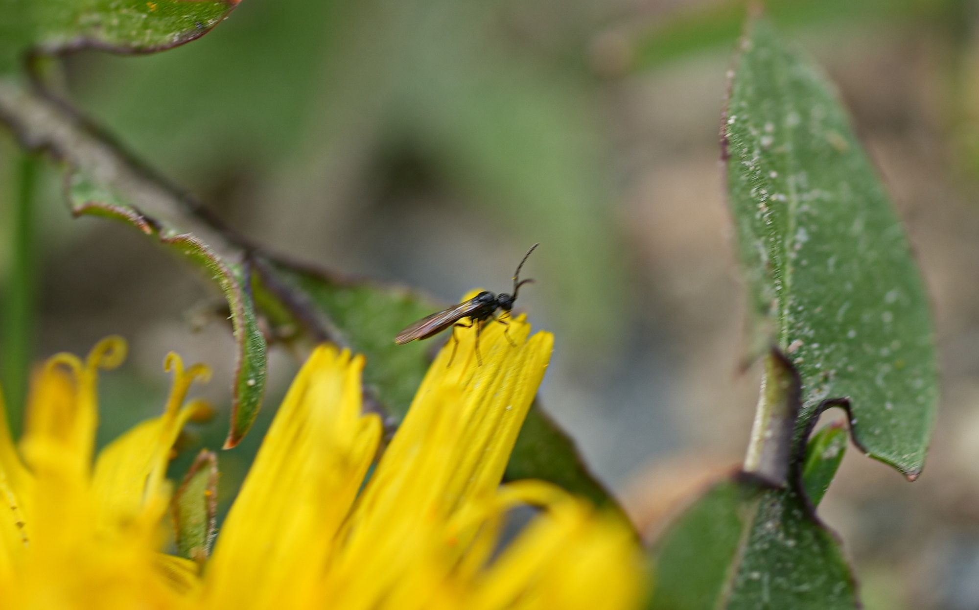tiny wasp