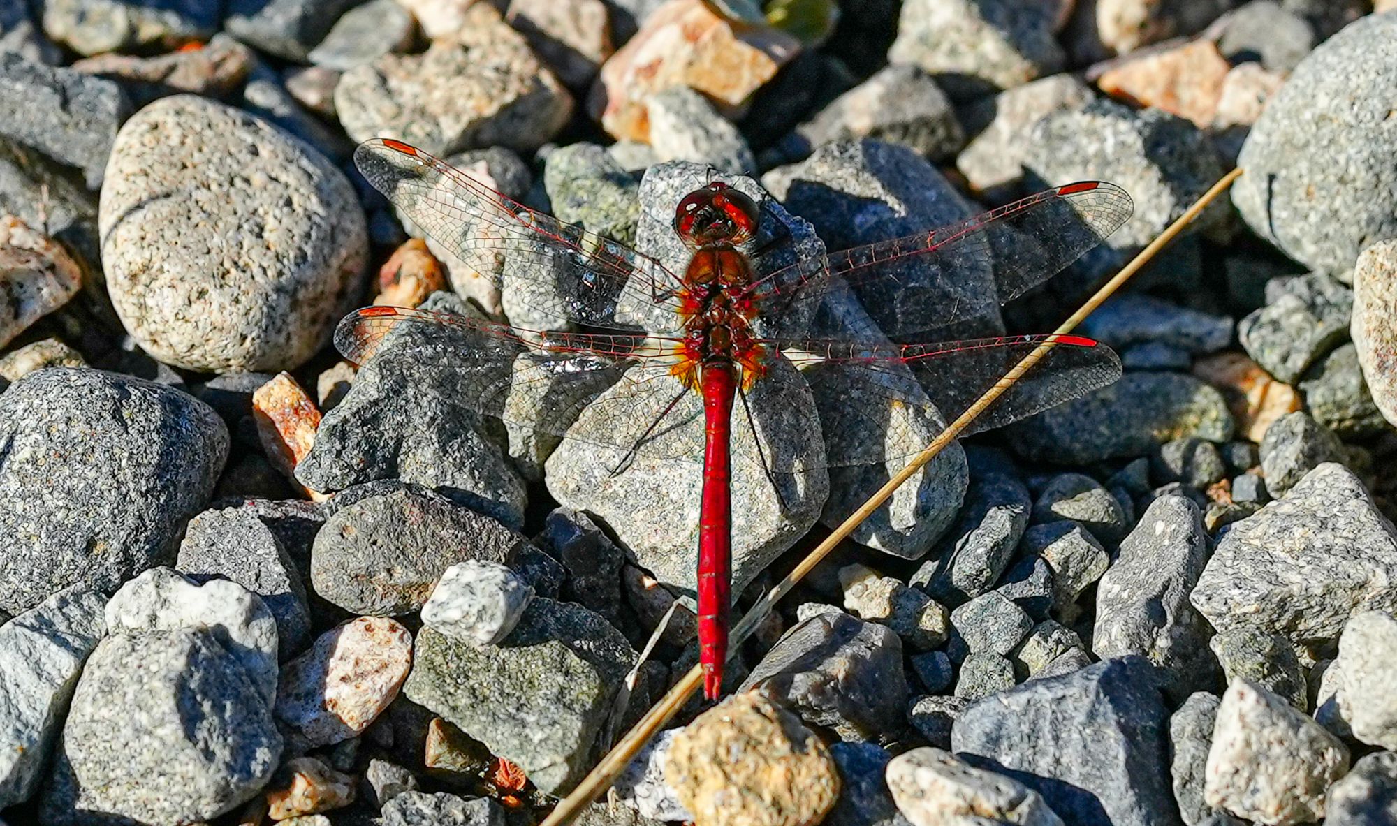 saffron-winged meadowhawk