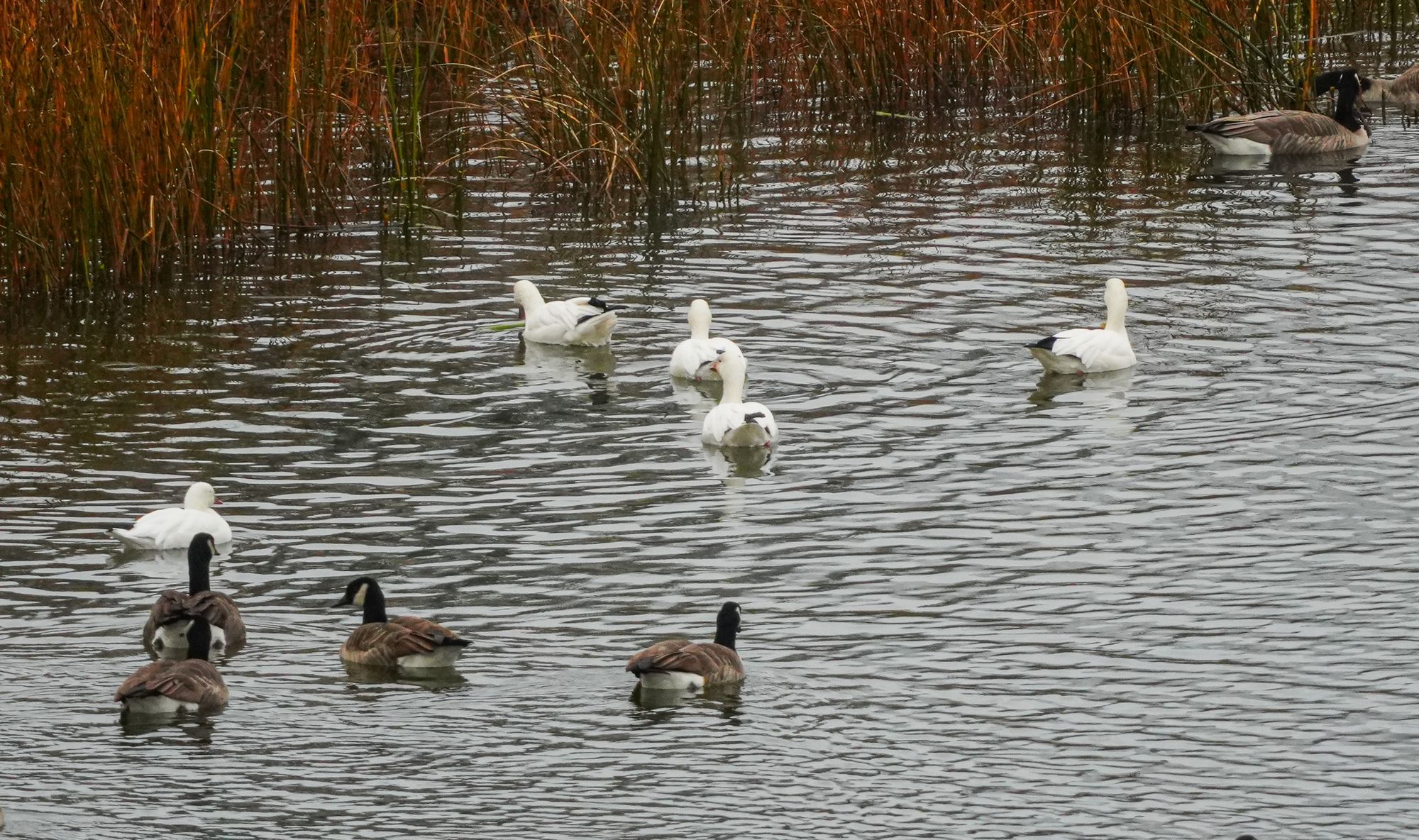 Ross's and snow geese